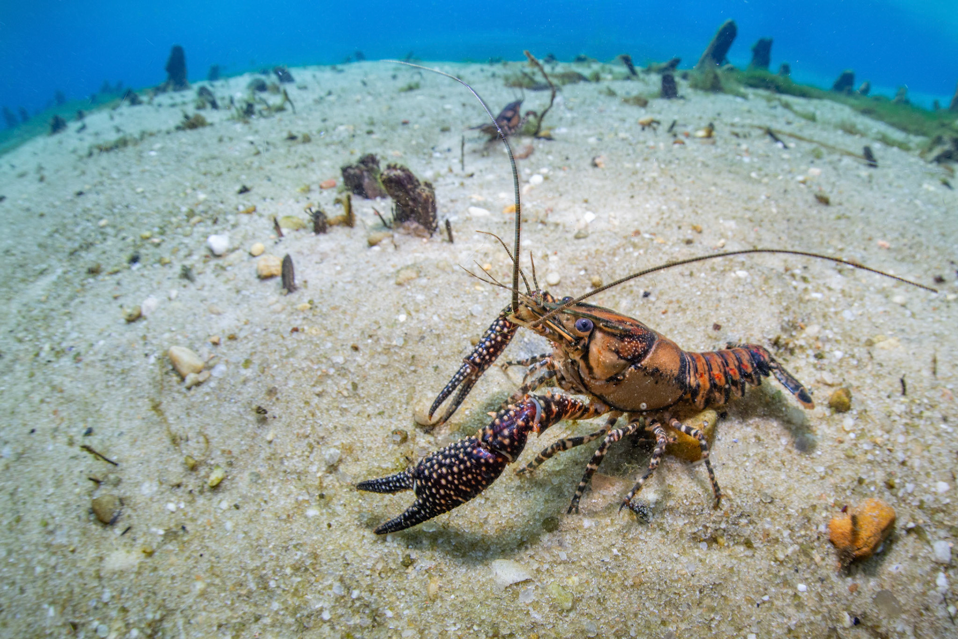 White-tubercled Crayfish