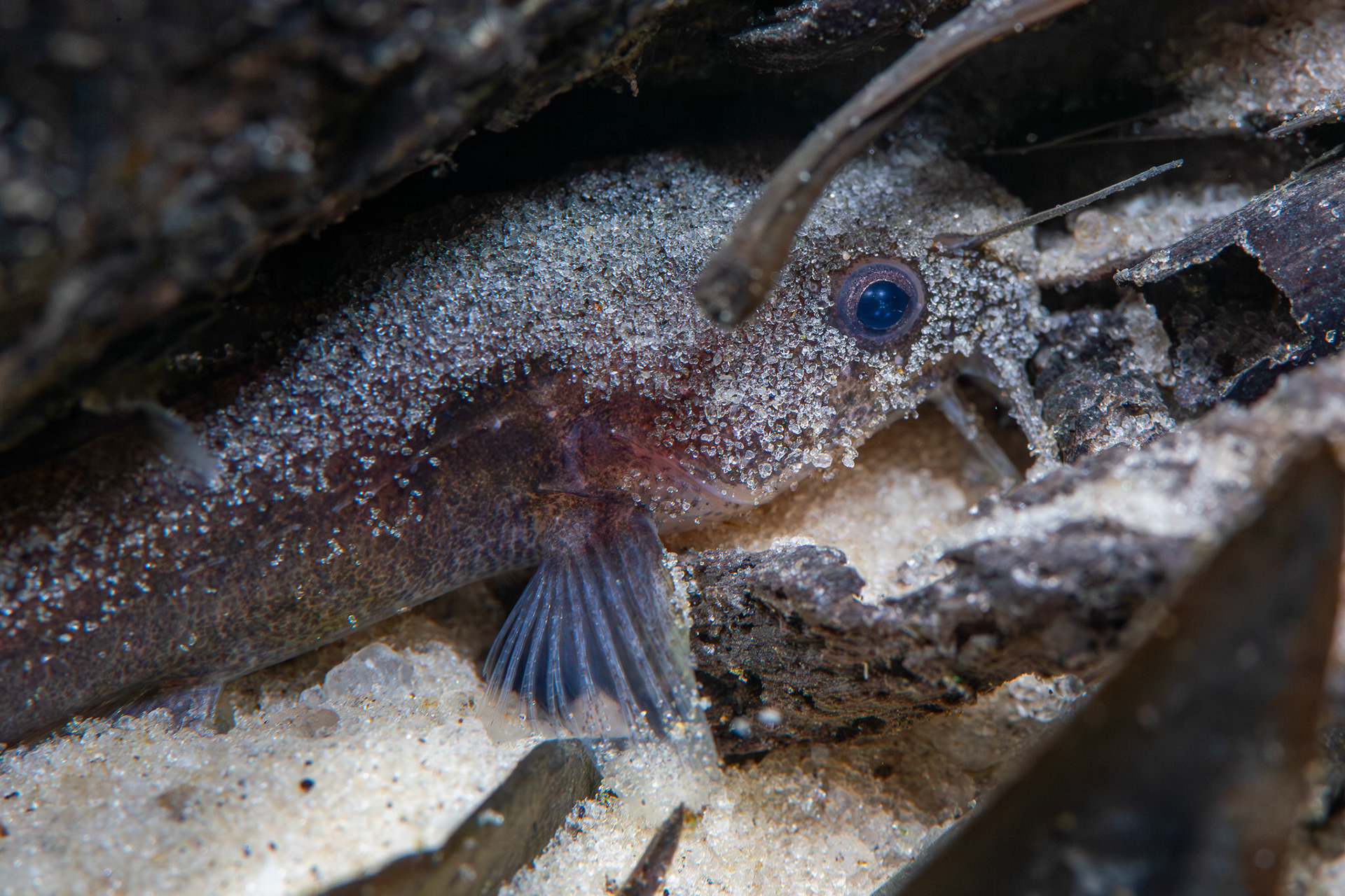 Speckled Madtom
