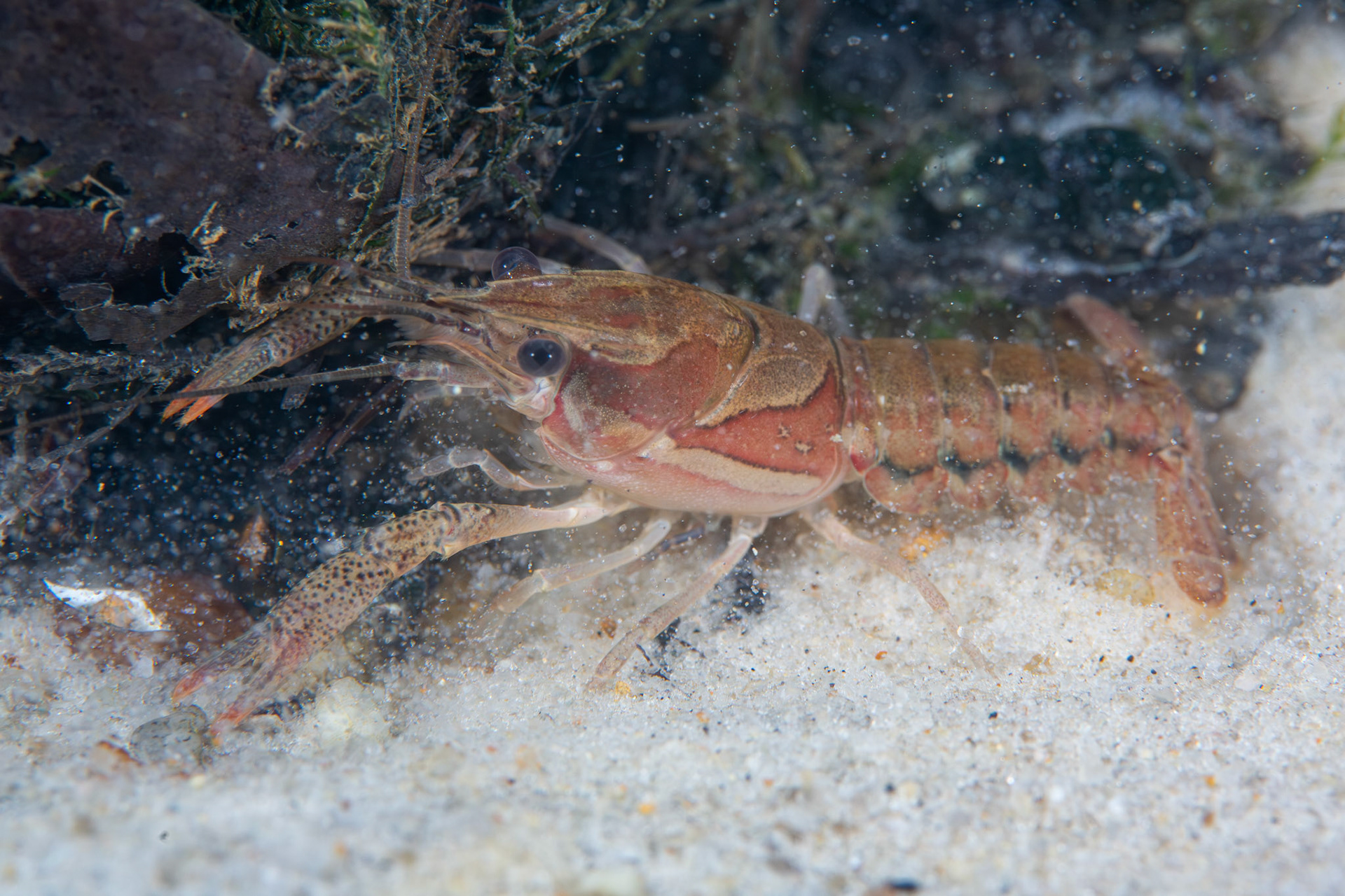 Sly Crayfish