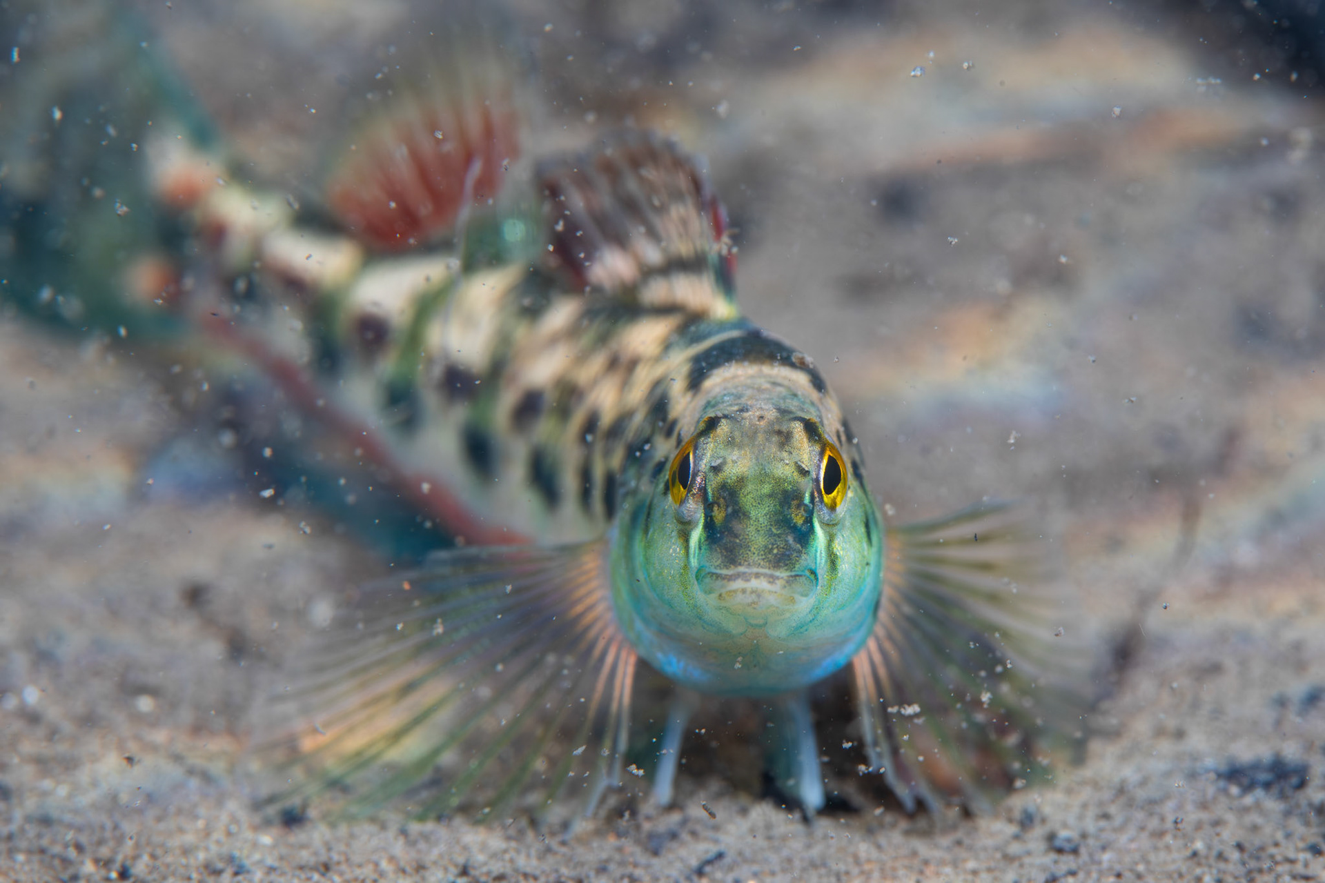 Vermillion Darter (Etheostoma chermocki)