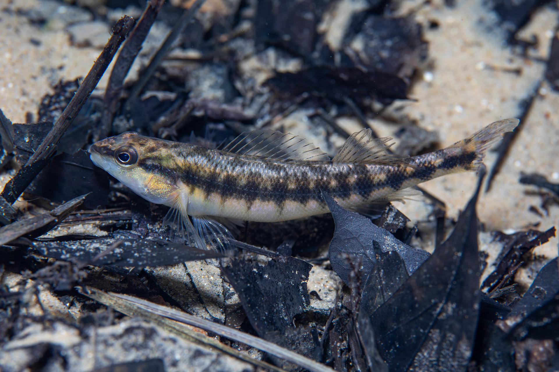 Blackbanded Darter