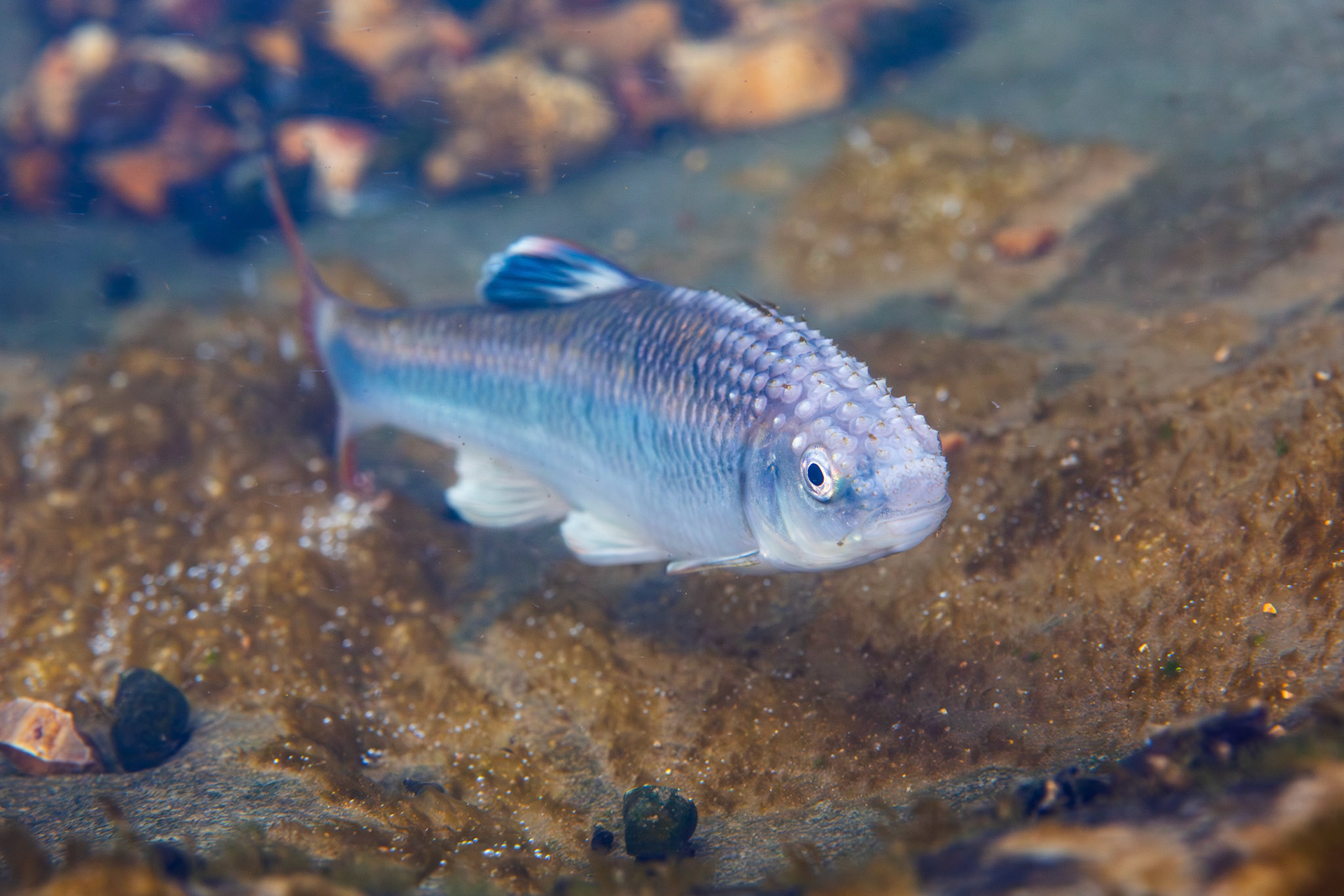 Alabama Shiner (Cyprinella callistia)