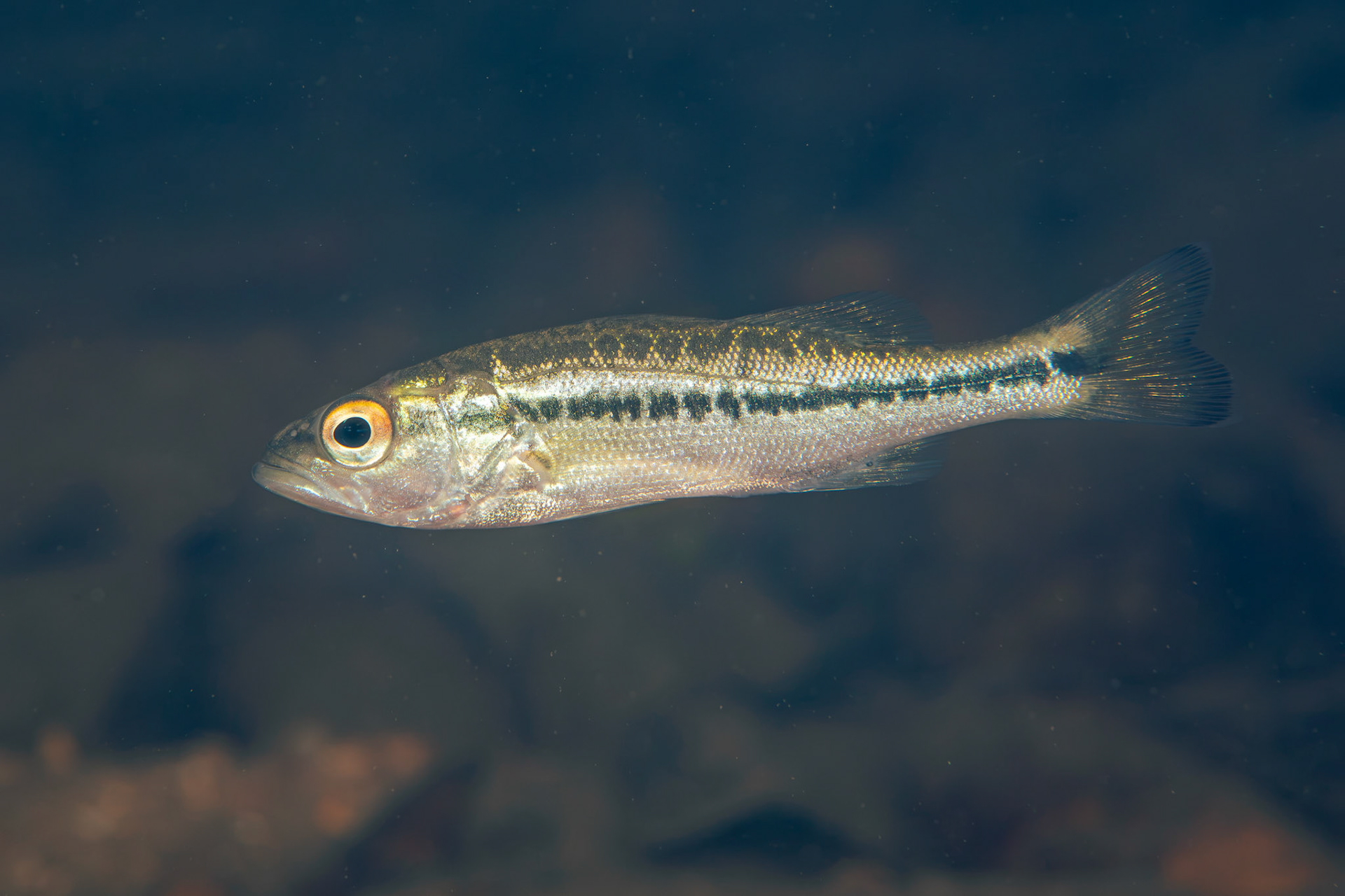 Spotted Bass