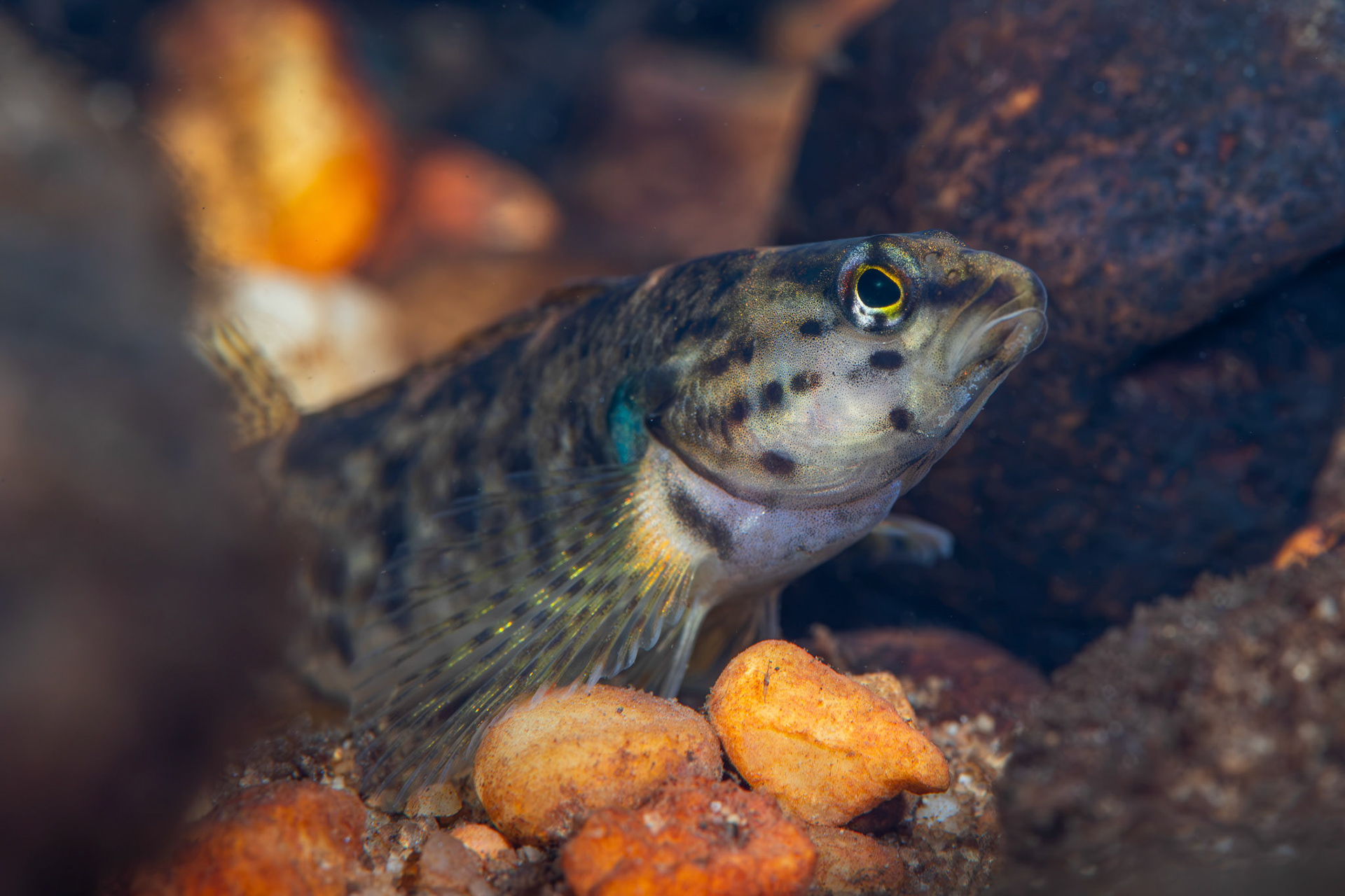 Redline Darter