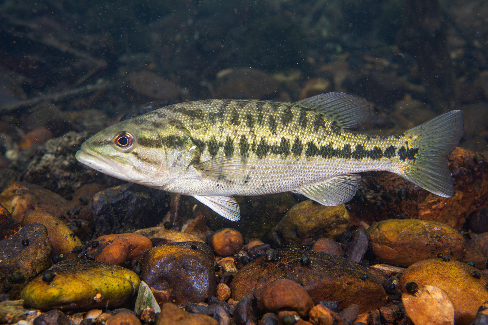 Coosa Bass