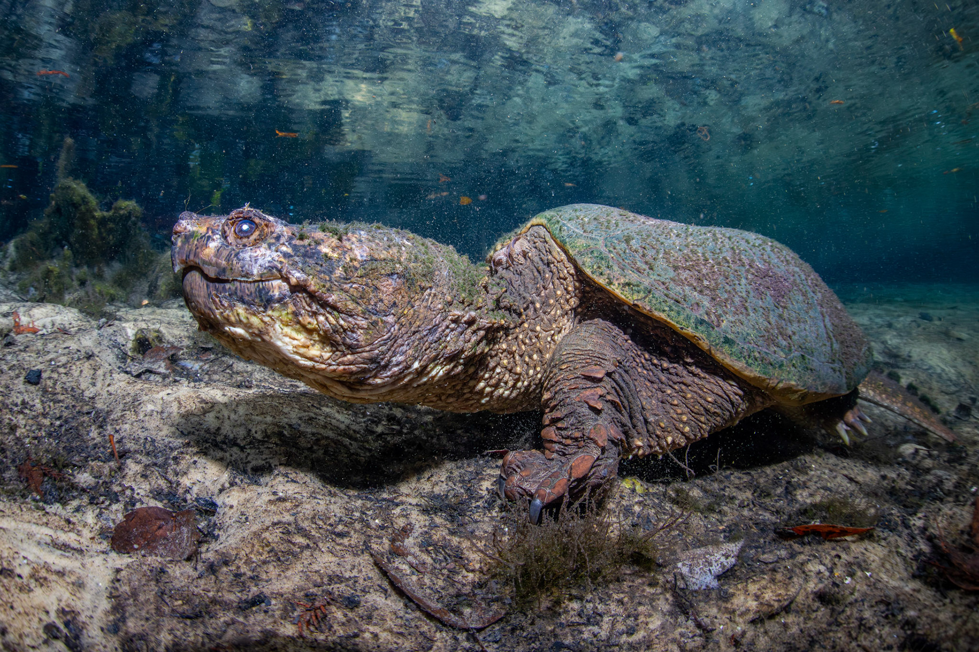 Common Snapping Turtle (Chelydra serpentina)