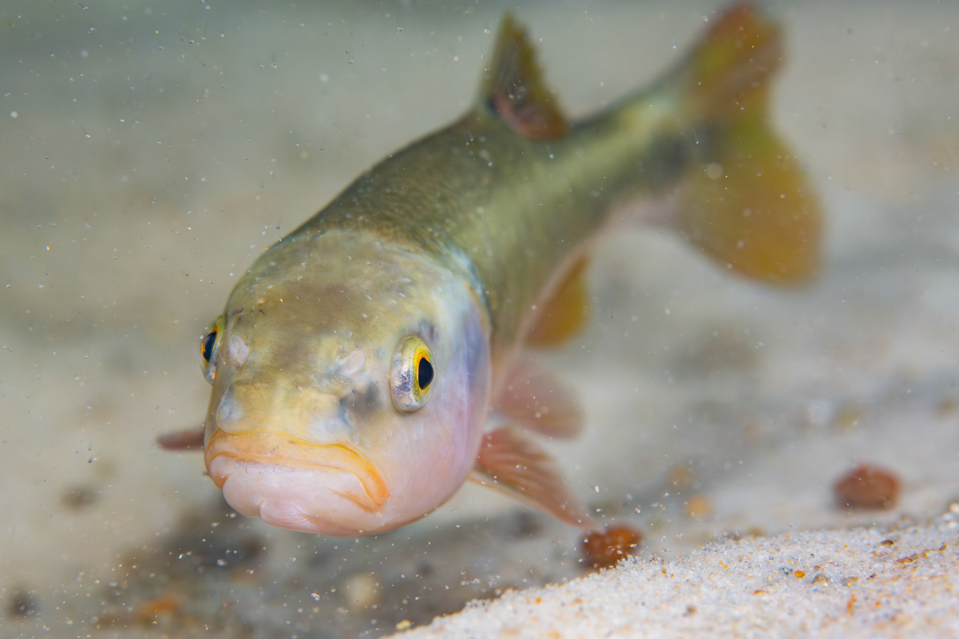 Dixie Chub