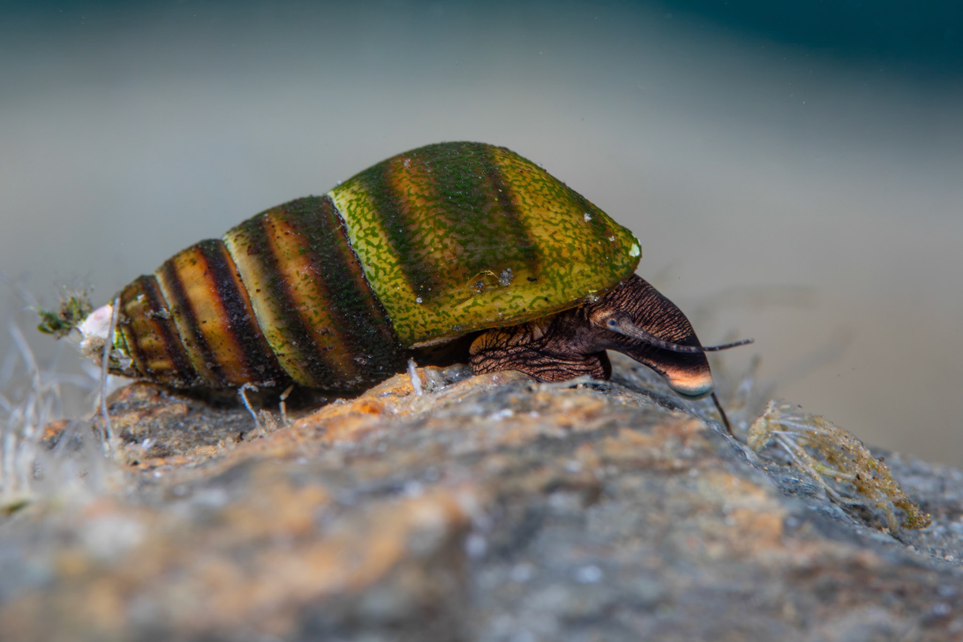 Elimia sp.