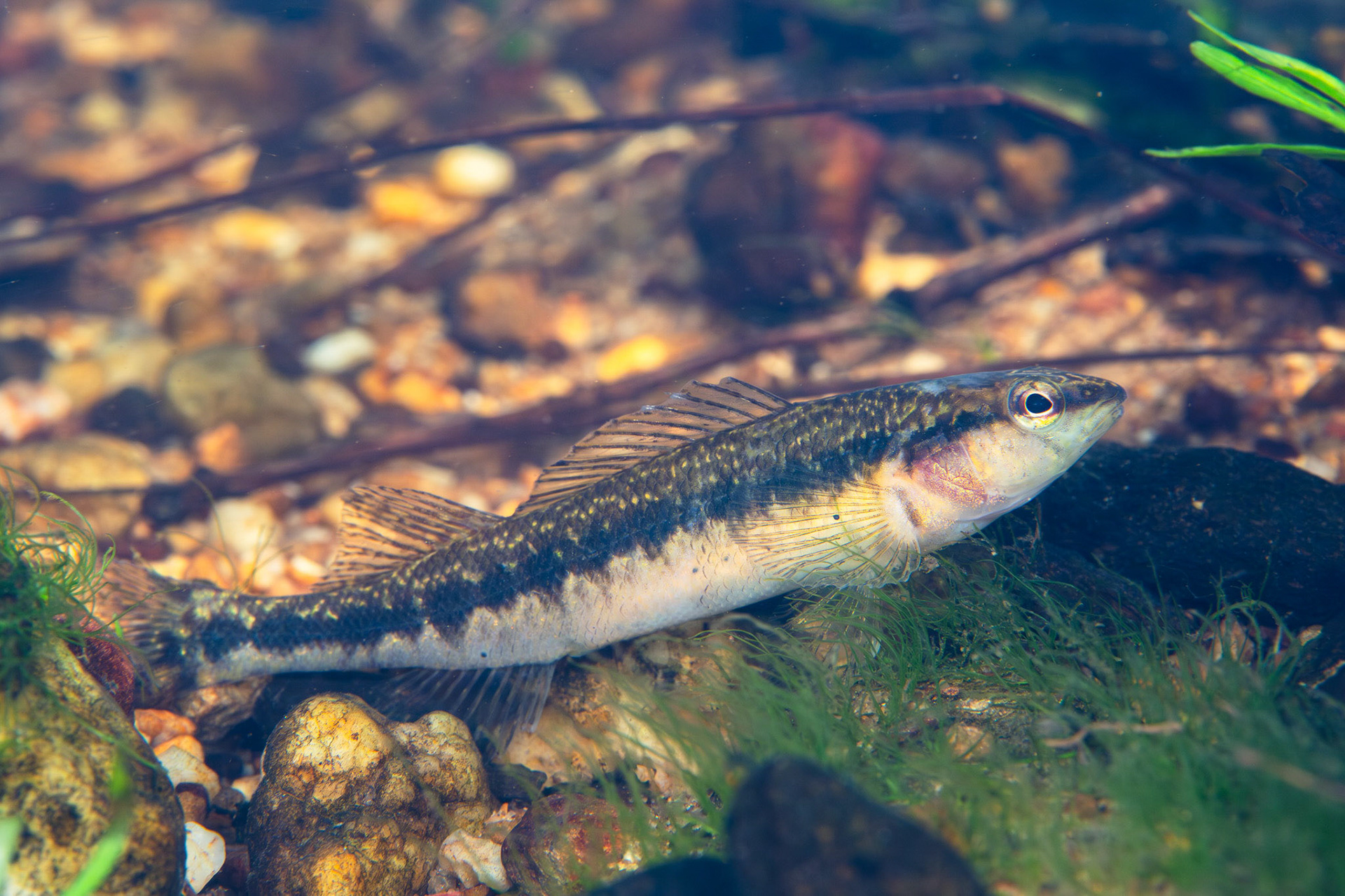 Blackbanded Darter