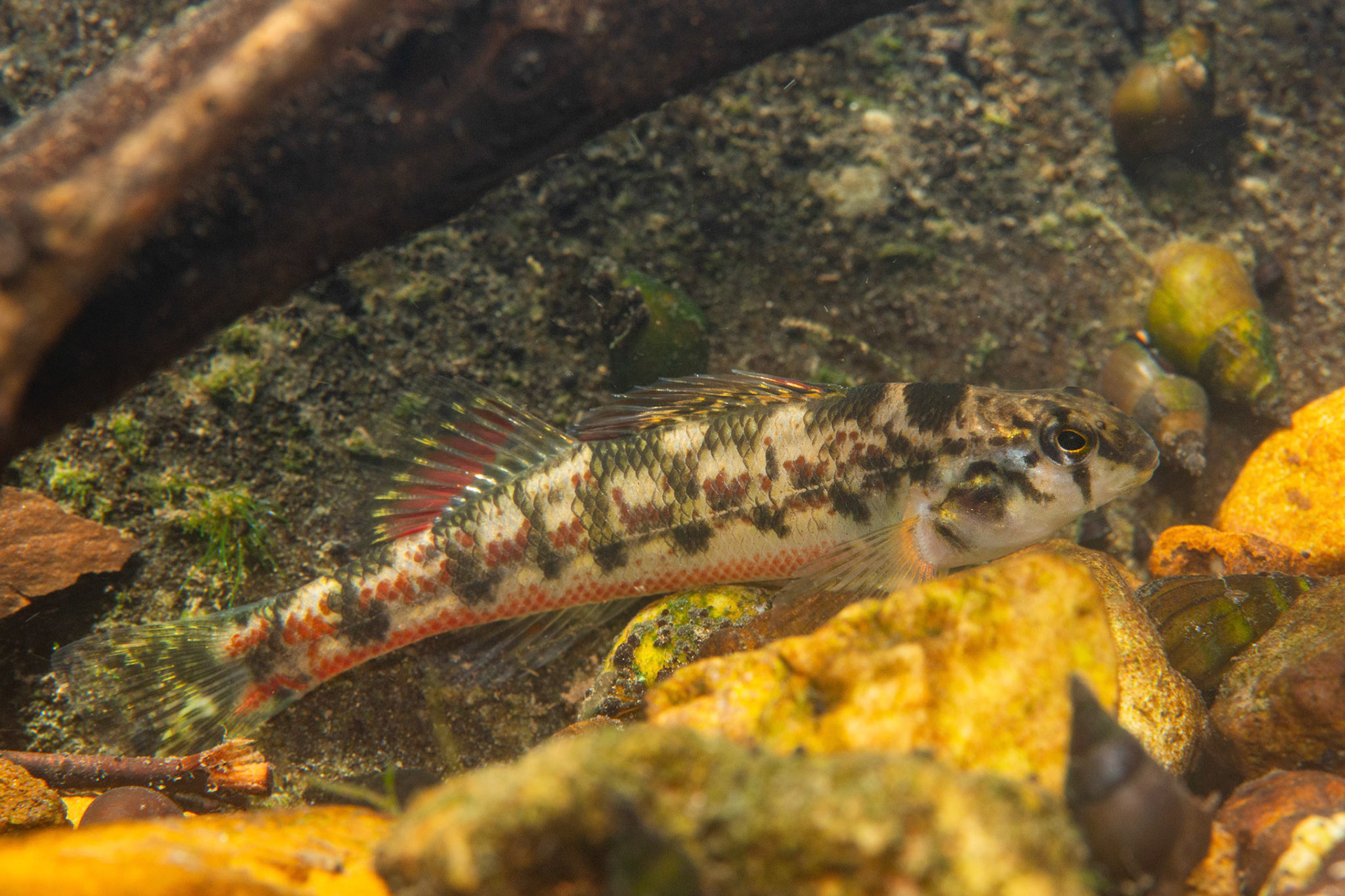 Vermilion Darter (Etheostoma chermocki)