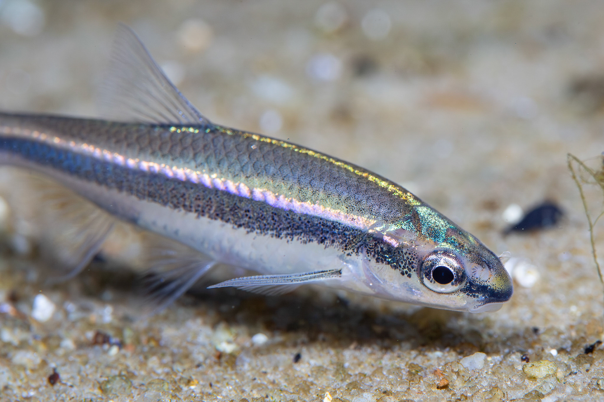Redeye Chub