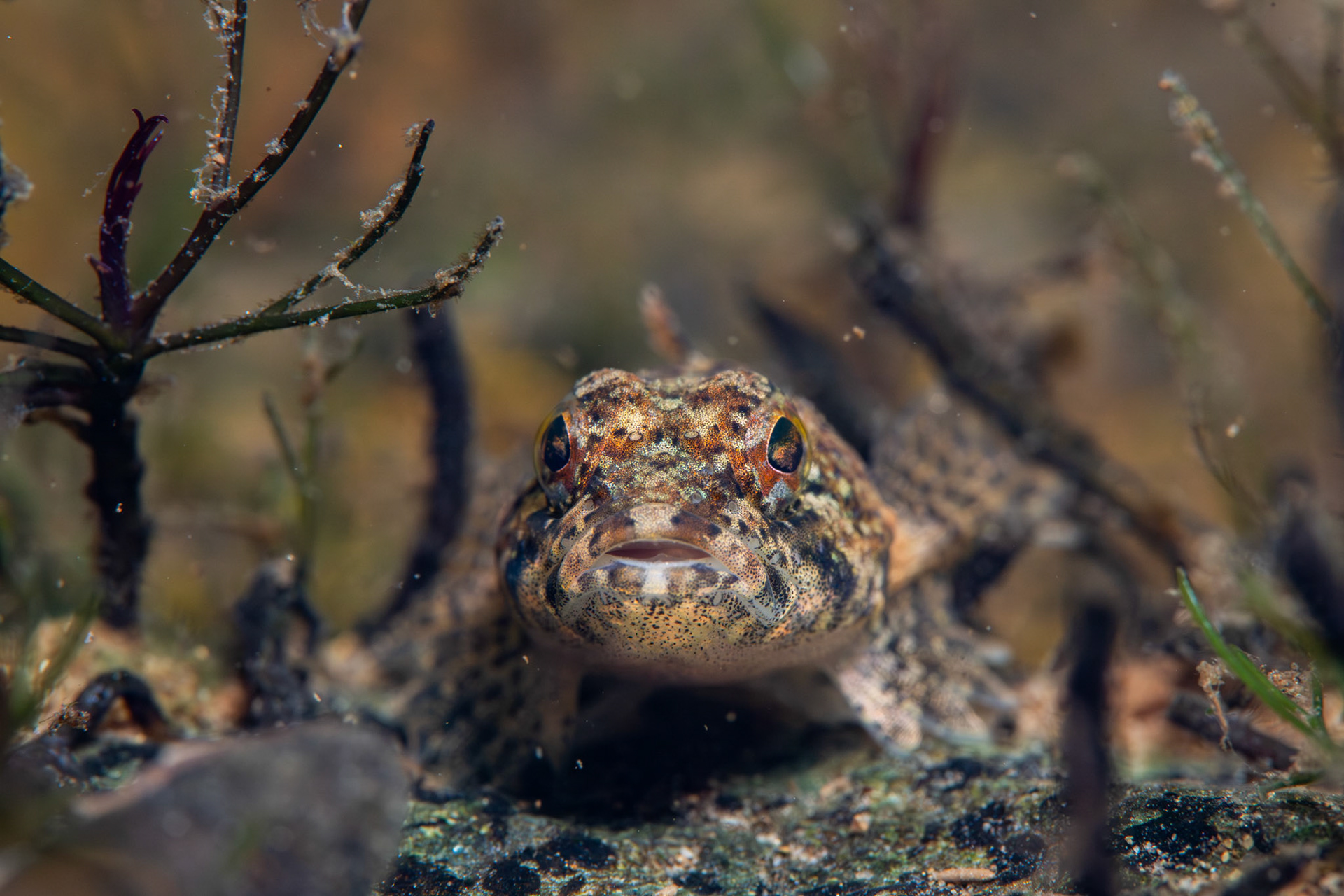 Banded Sculpin