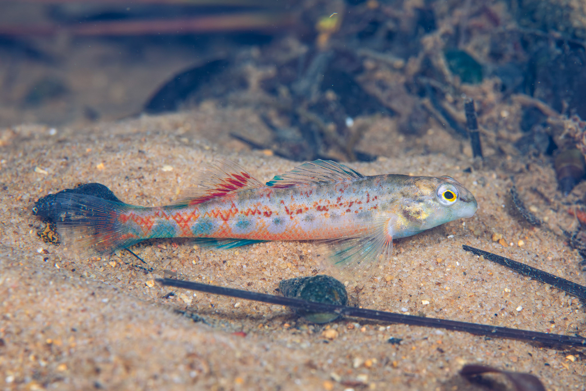 Tombigbee Darter