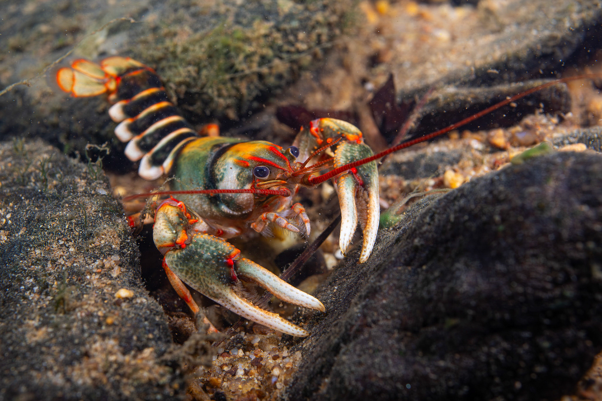 Chattooga River Crayfish