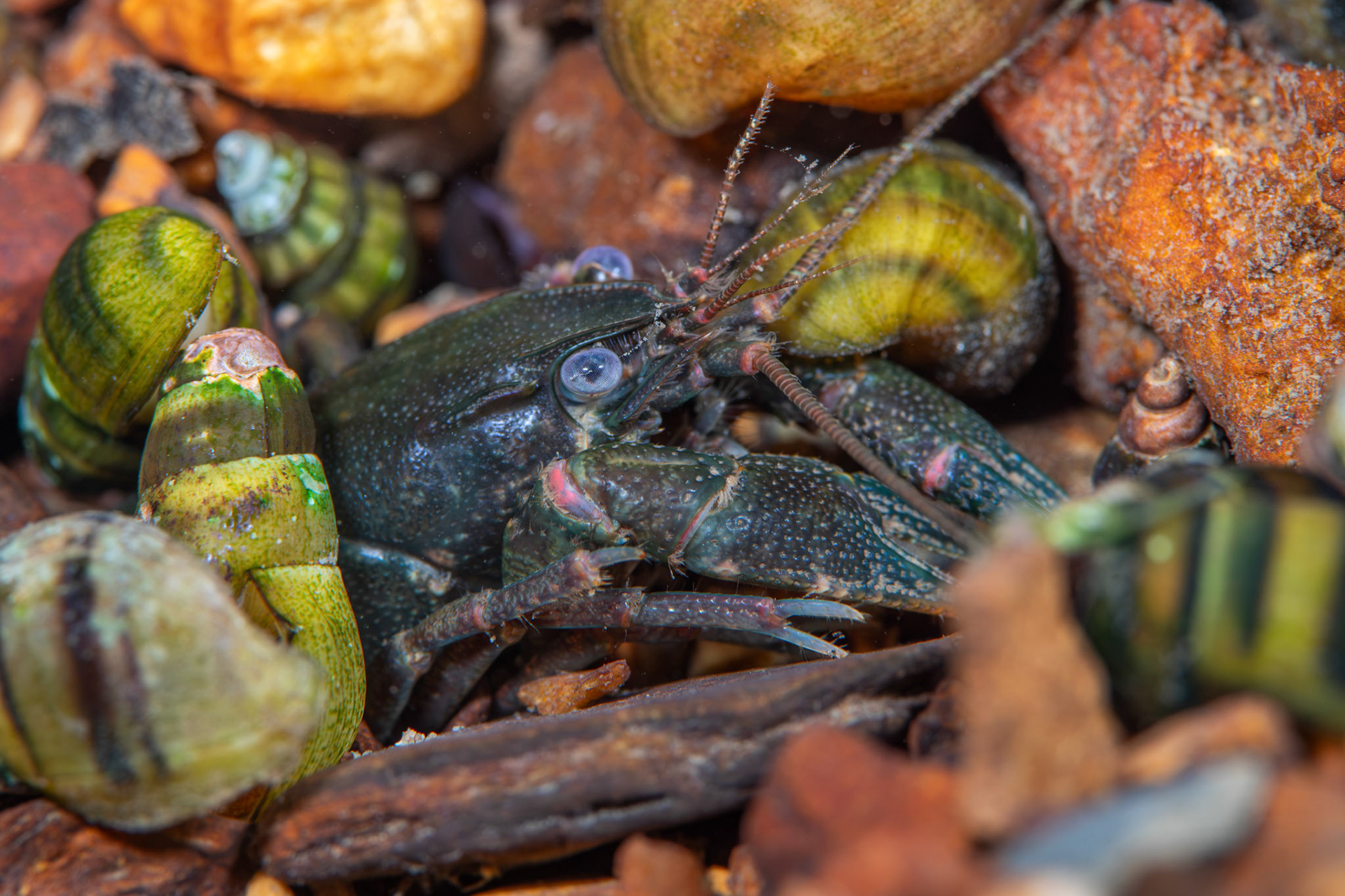 Cambarus sp.