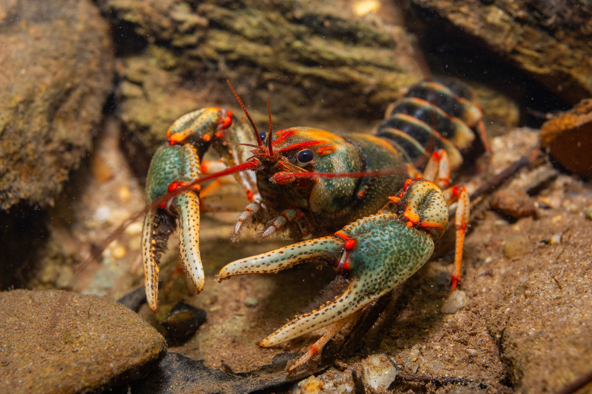 Chattooga River Crayfish