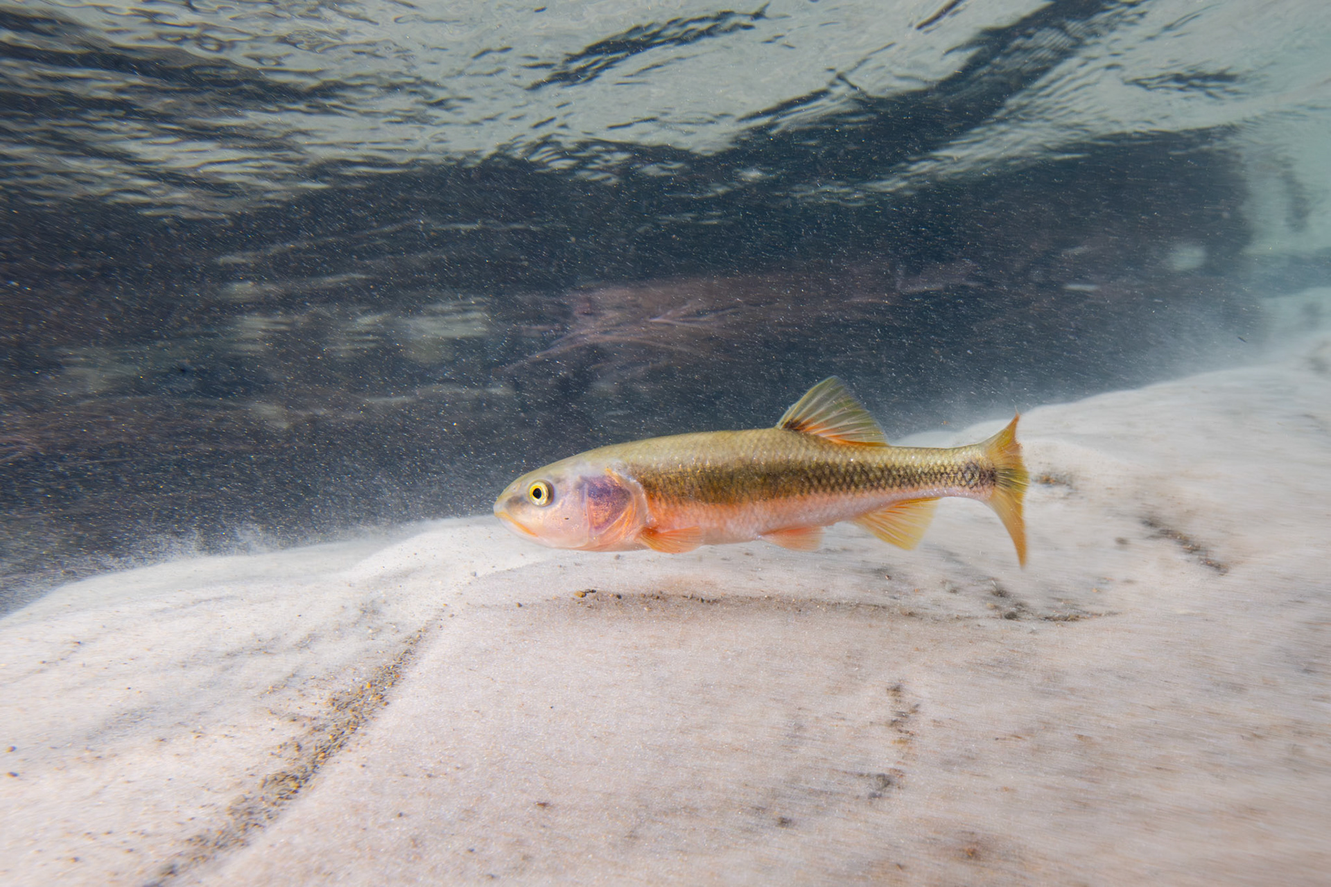 Dixie Chub