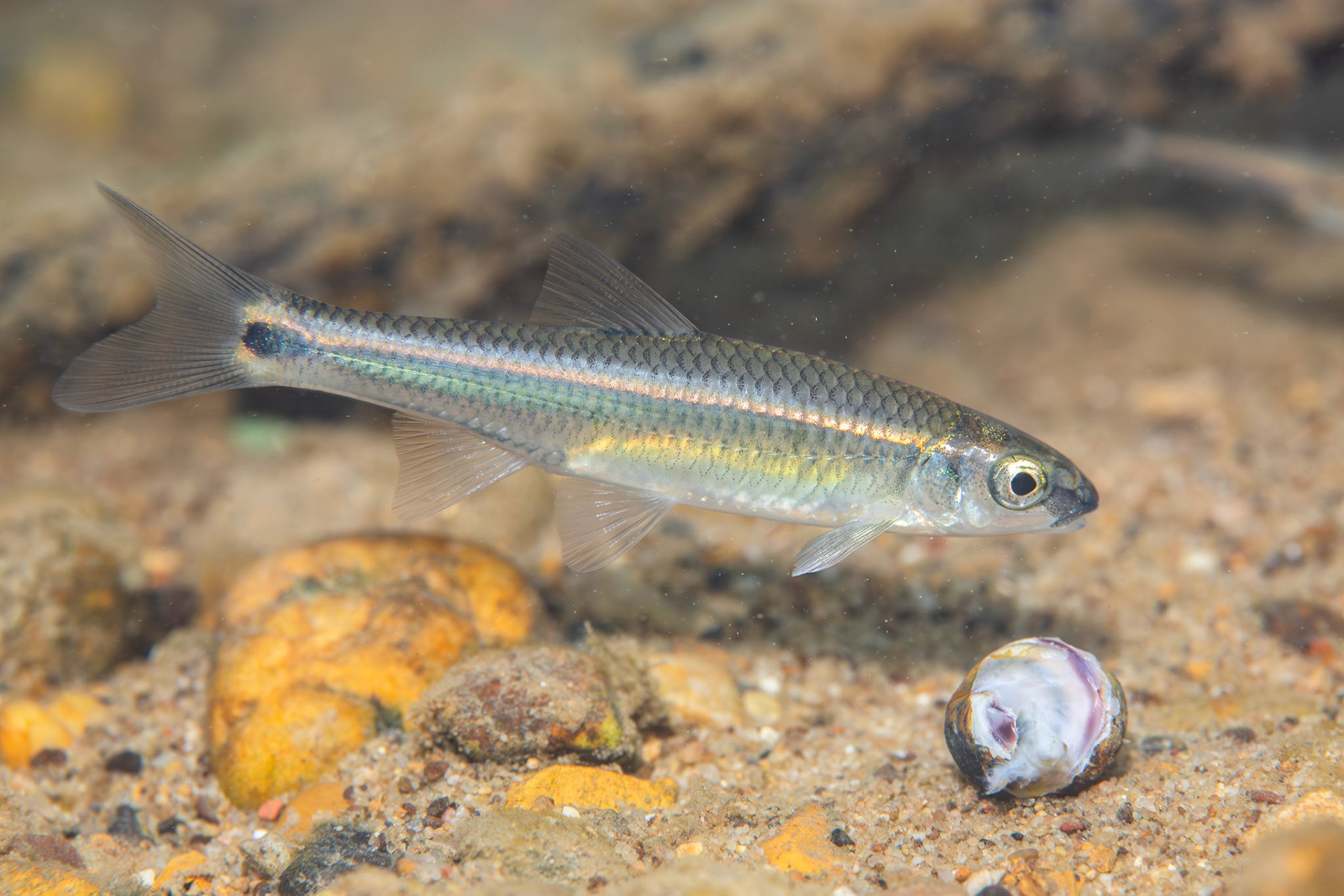 Alabama Shiner