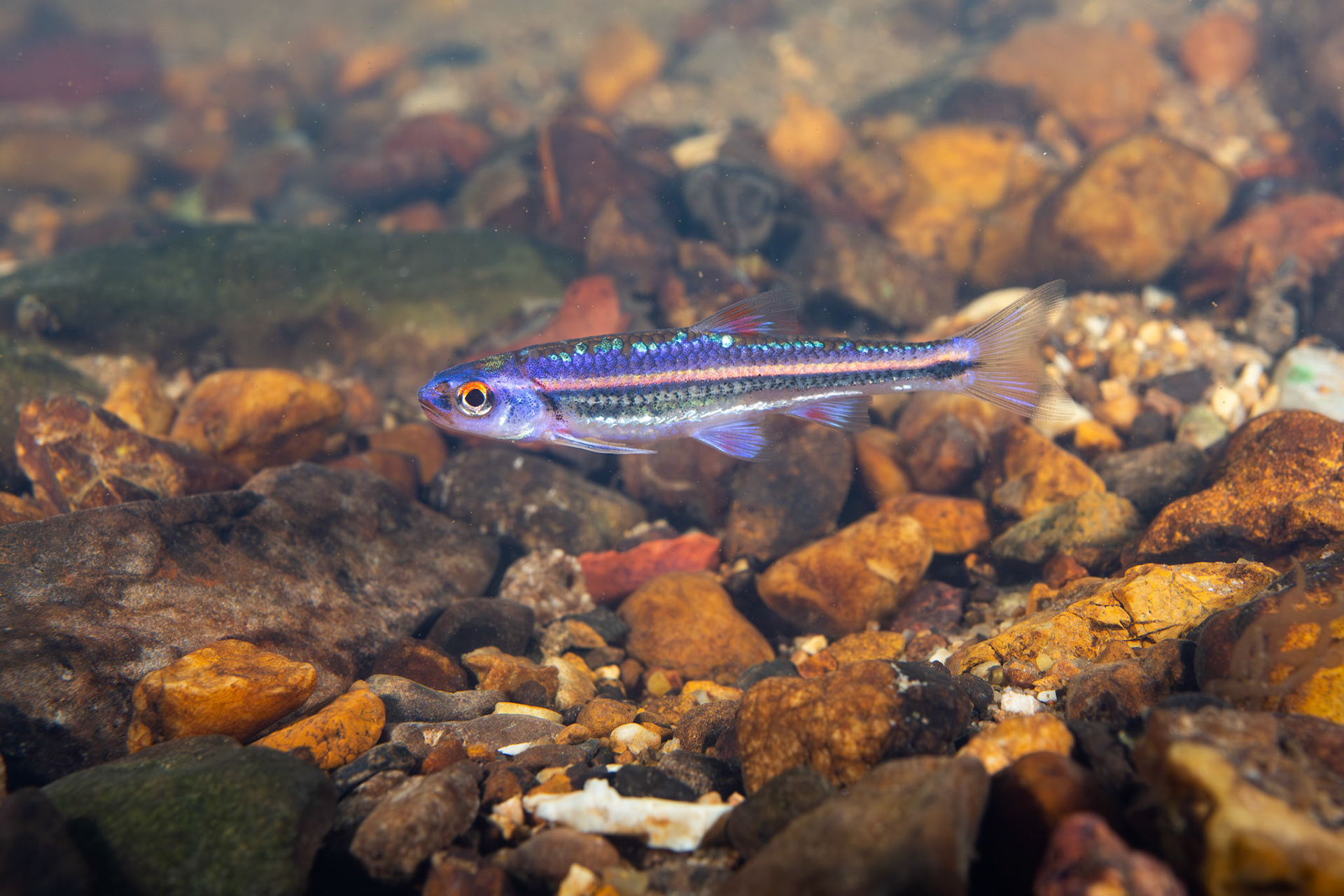 Rainbow Shiner (Hydrophlox chrosomus)