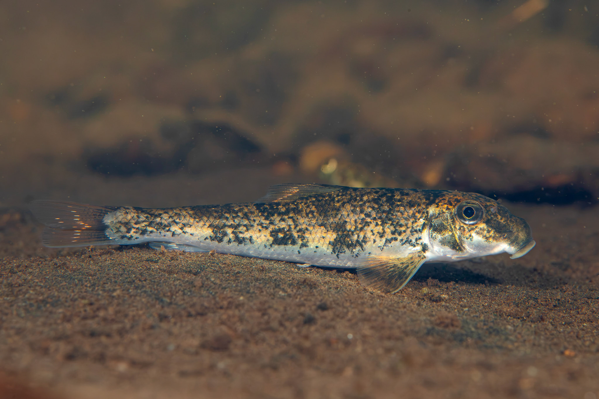 Northern Hogsucker