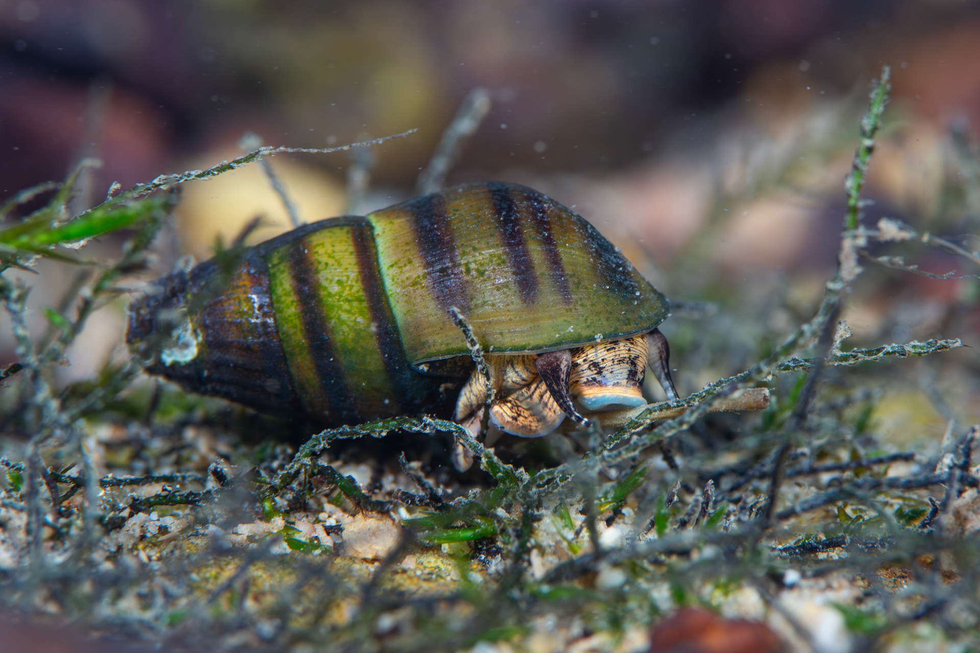 Elimia Snail
