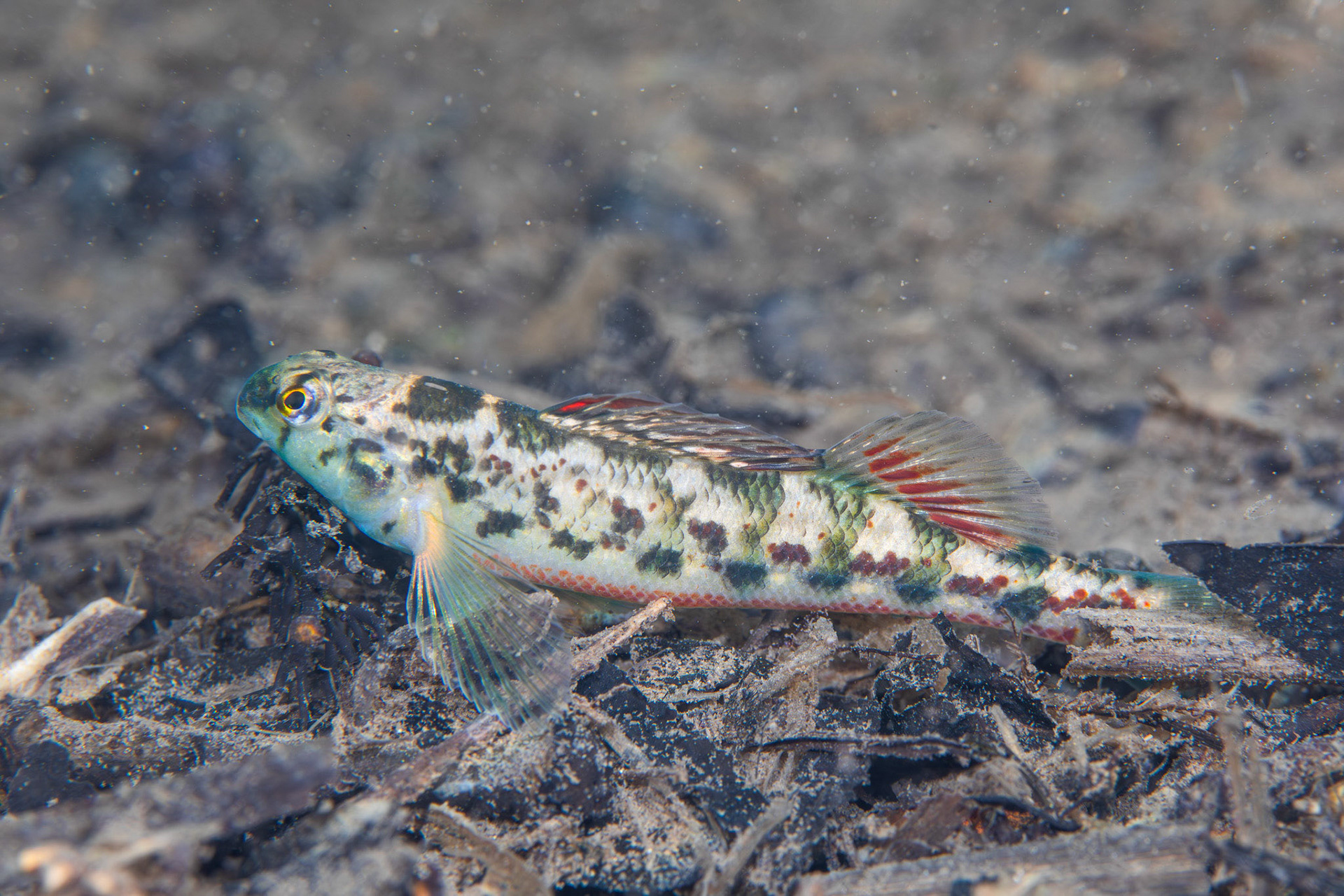 Vermillion Darter (Etheostoma chermocki)