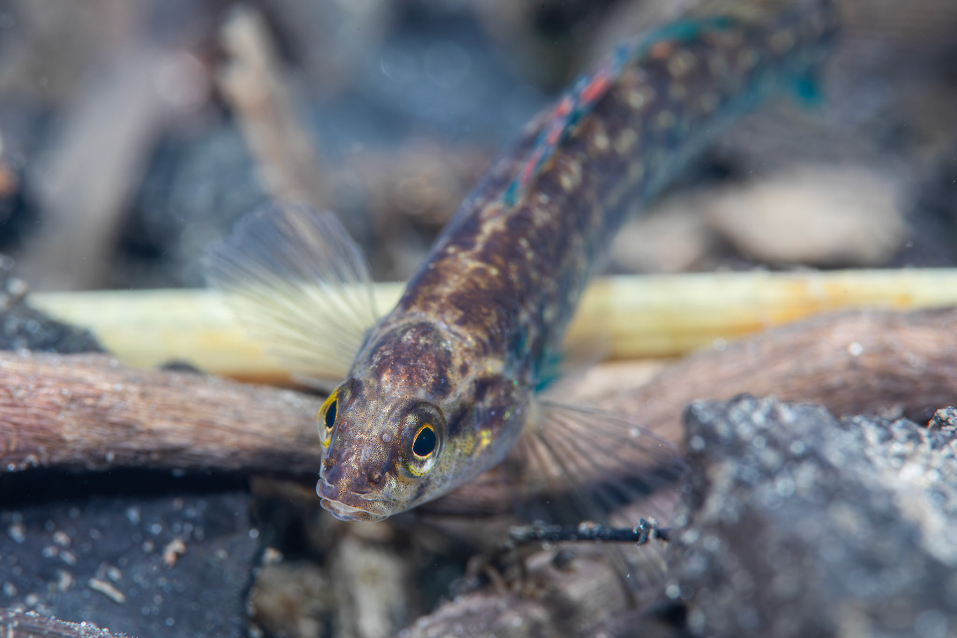 Watercress Darter