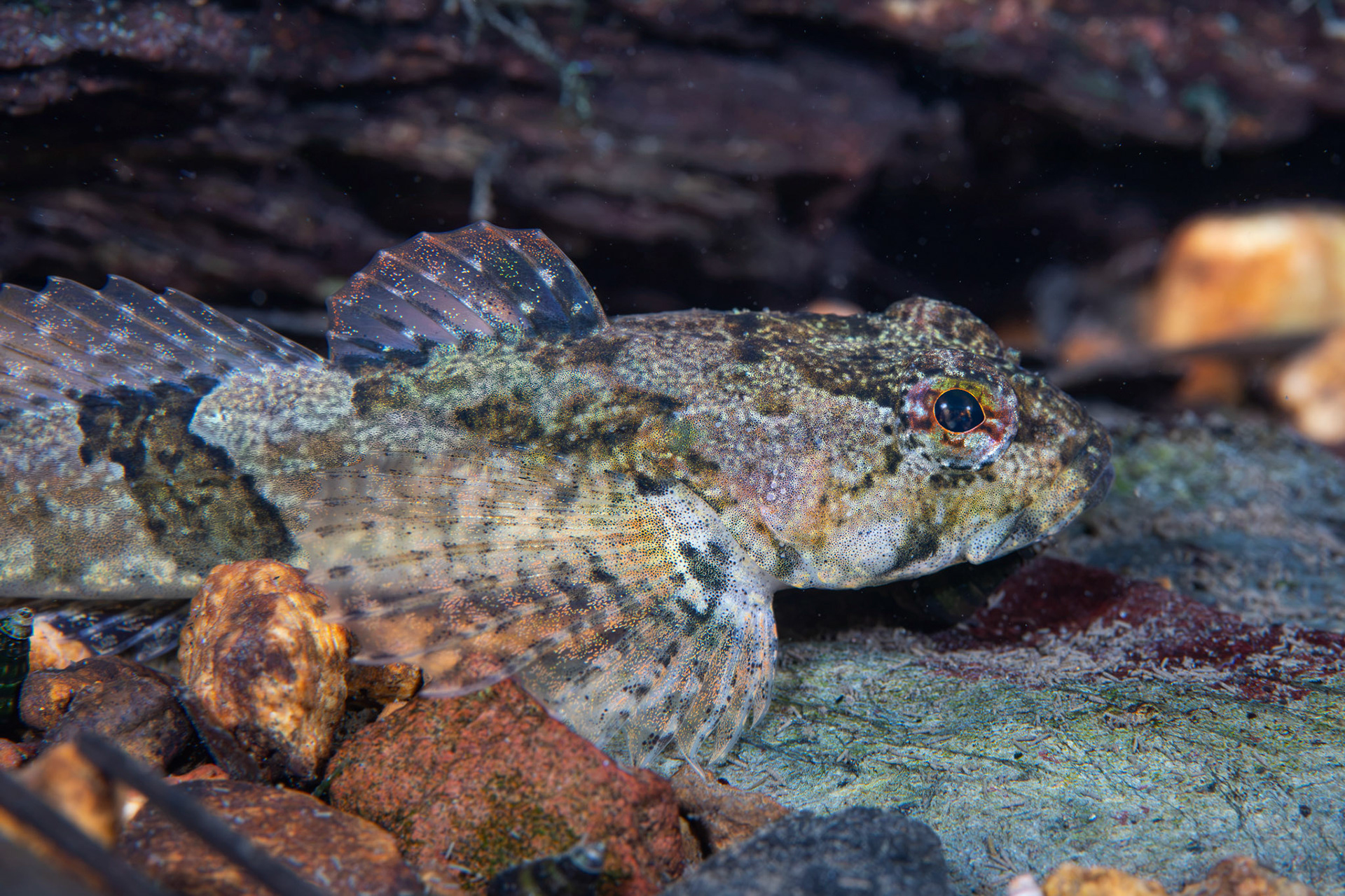 Banded Sculpin