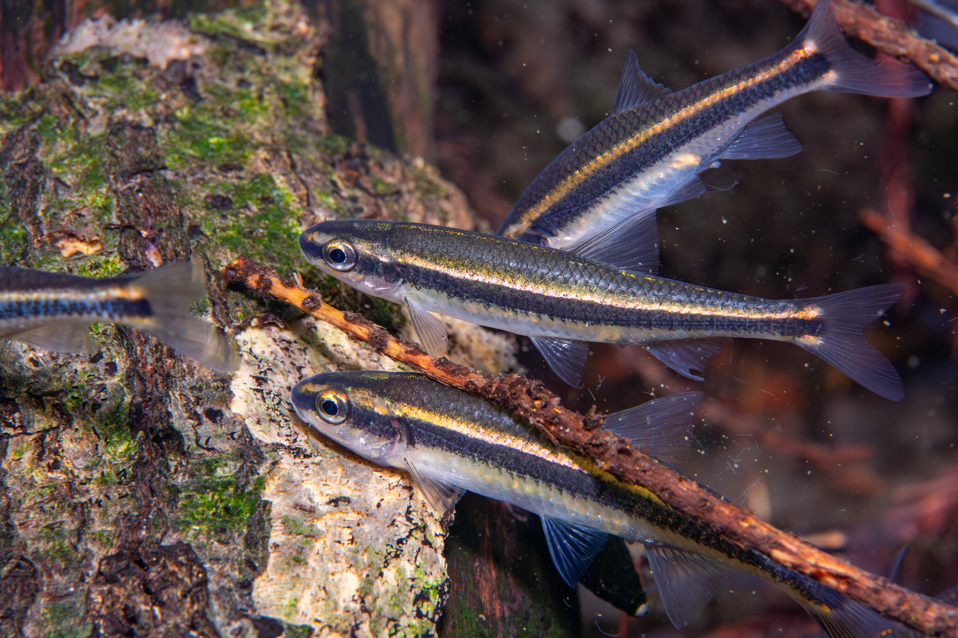 Redeye Chub