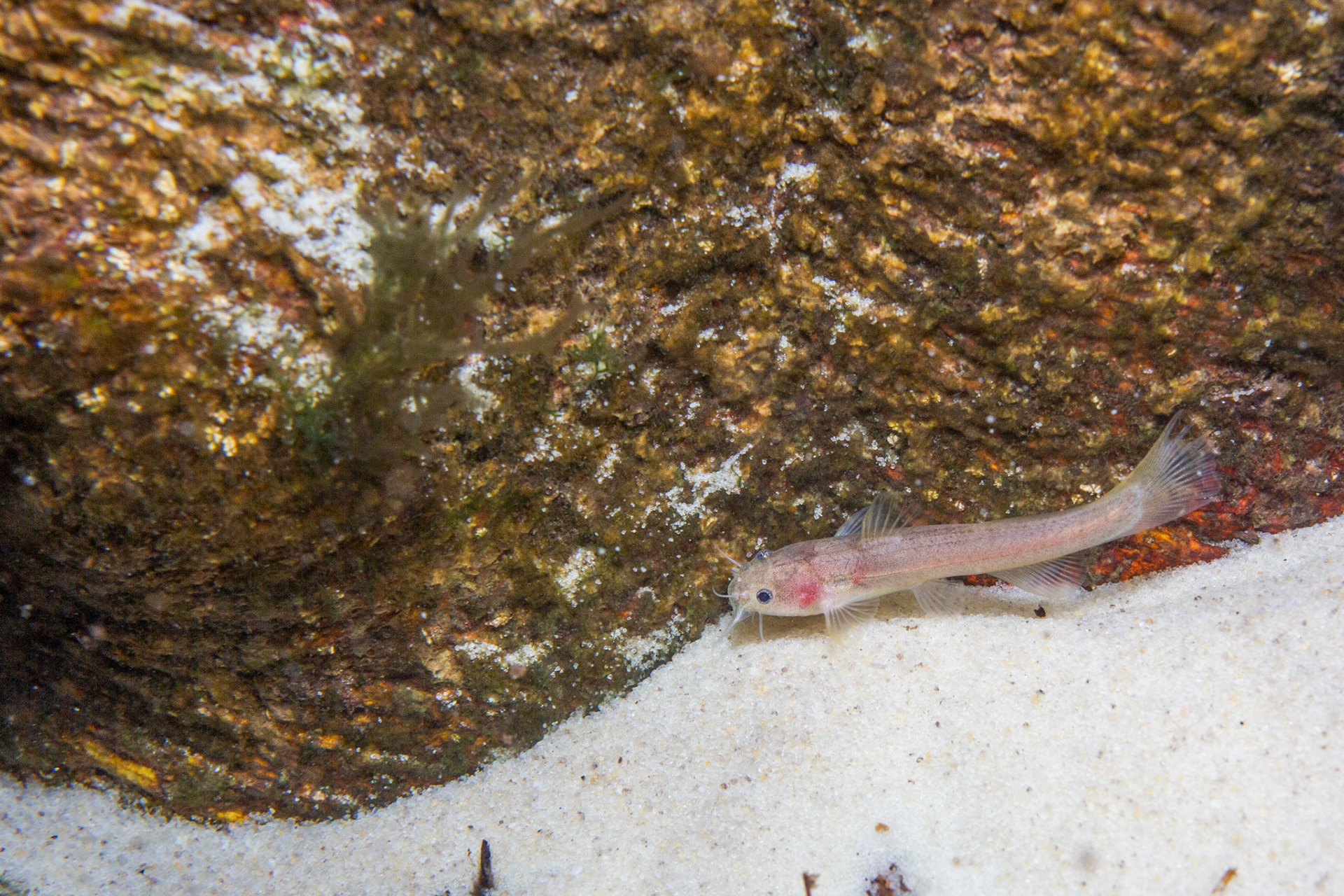 Speckled madtom (Noturus leptacanthus)