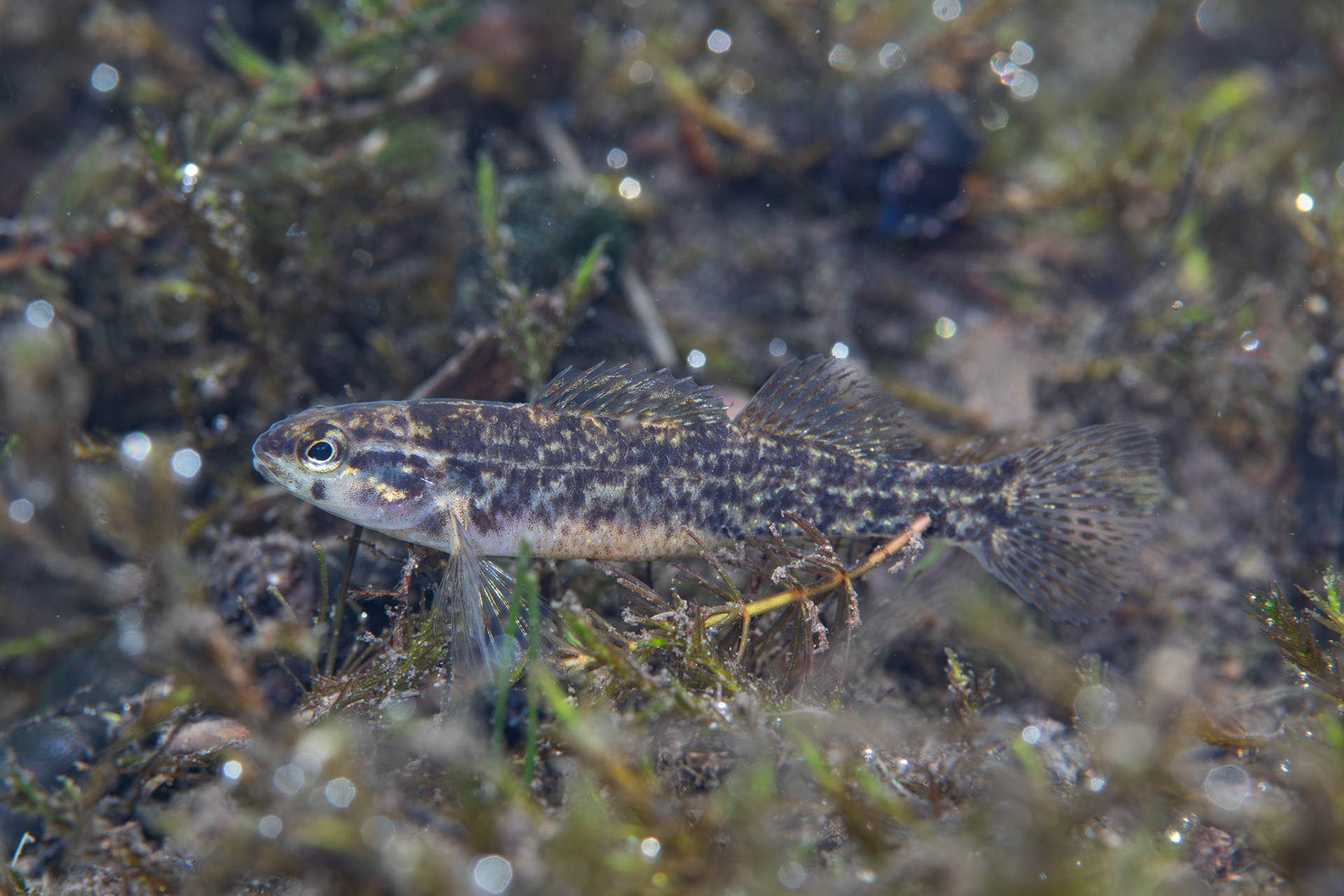 Watercress Darter (Etheostoma nuchale)