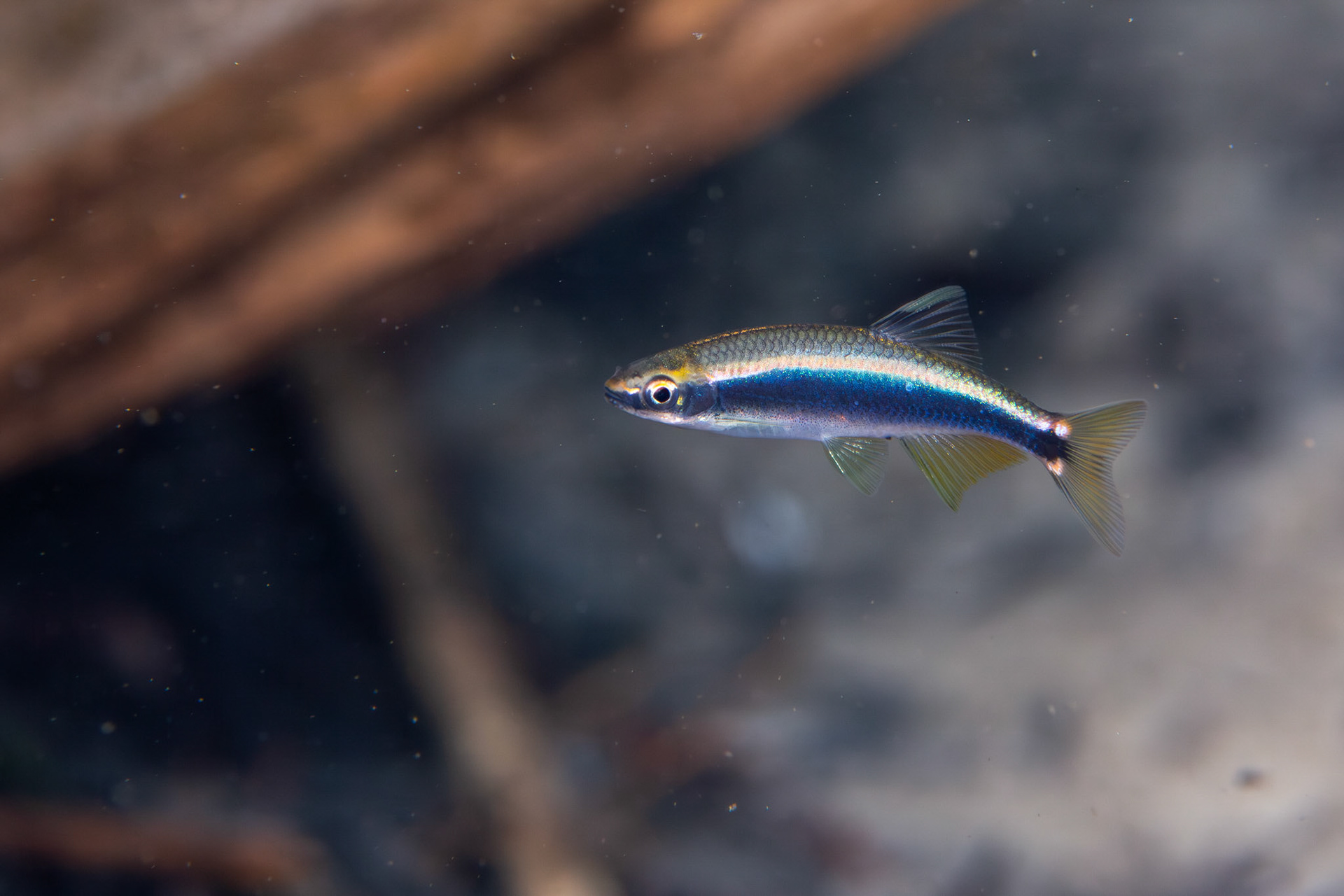 Sailfin Shiner