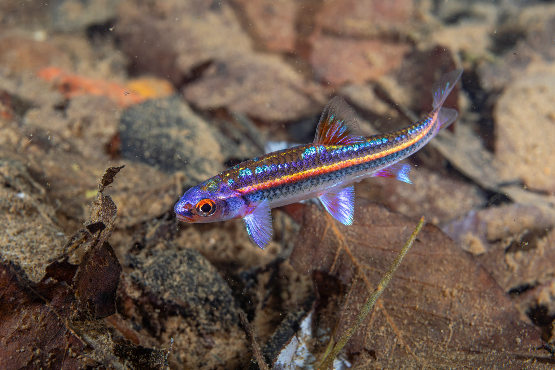 Rainbow Shiner