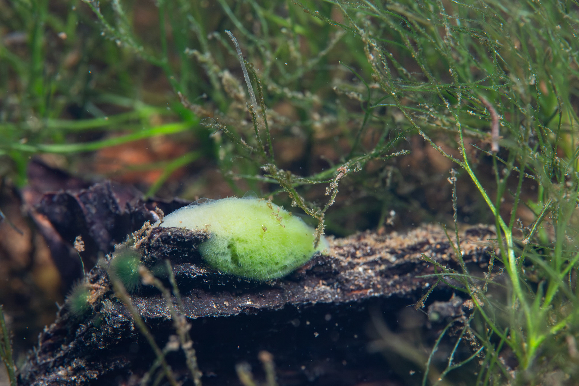 Freshwater Sponge