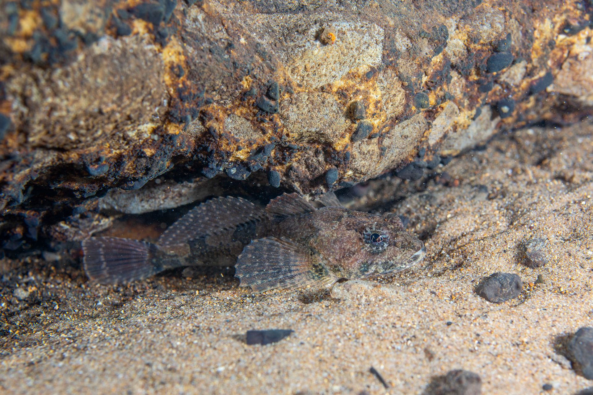 Banded Sculpin