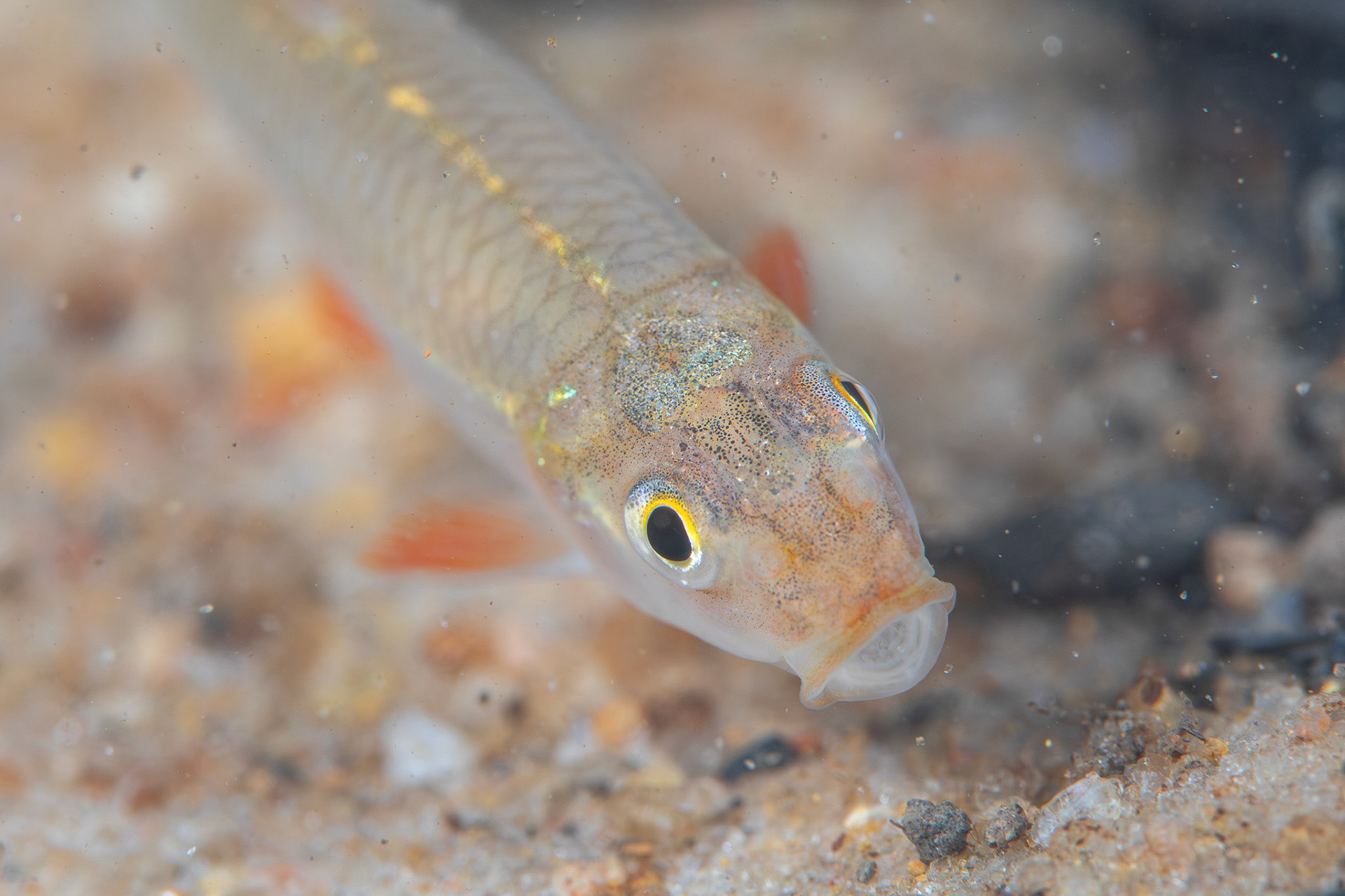 Longnose Shiner