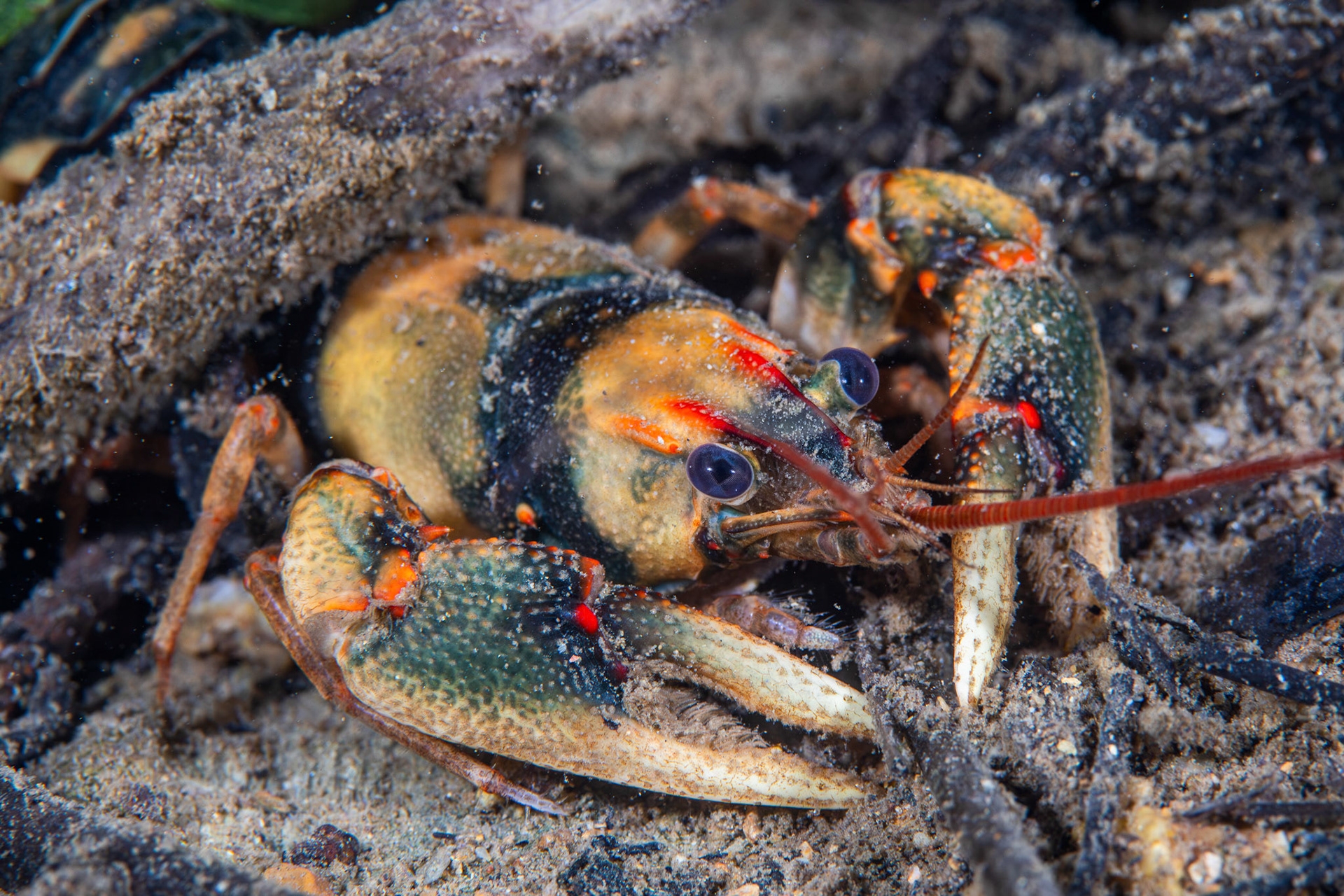 Coosa Crayfish