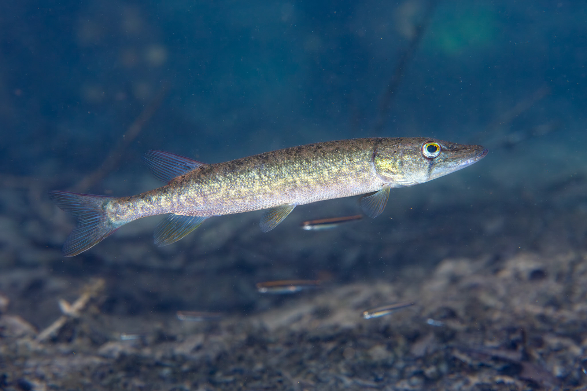 Redfin Pickerel