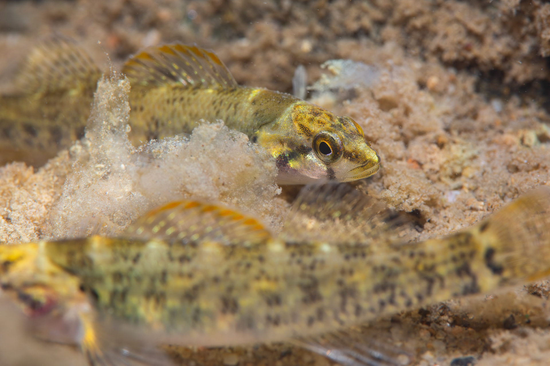 Greenbreast Darter