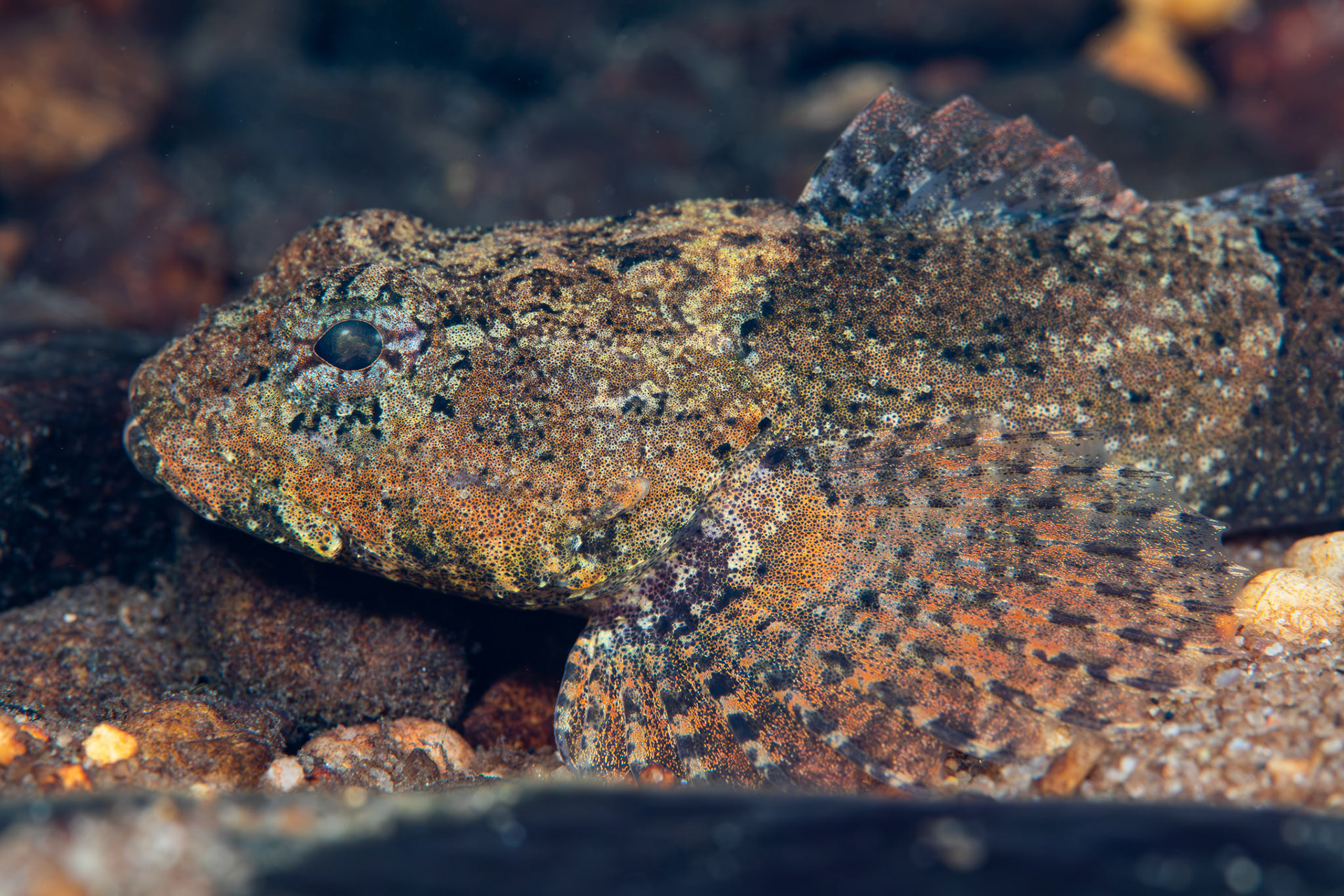 Banded Sculpin