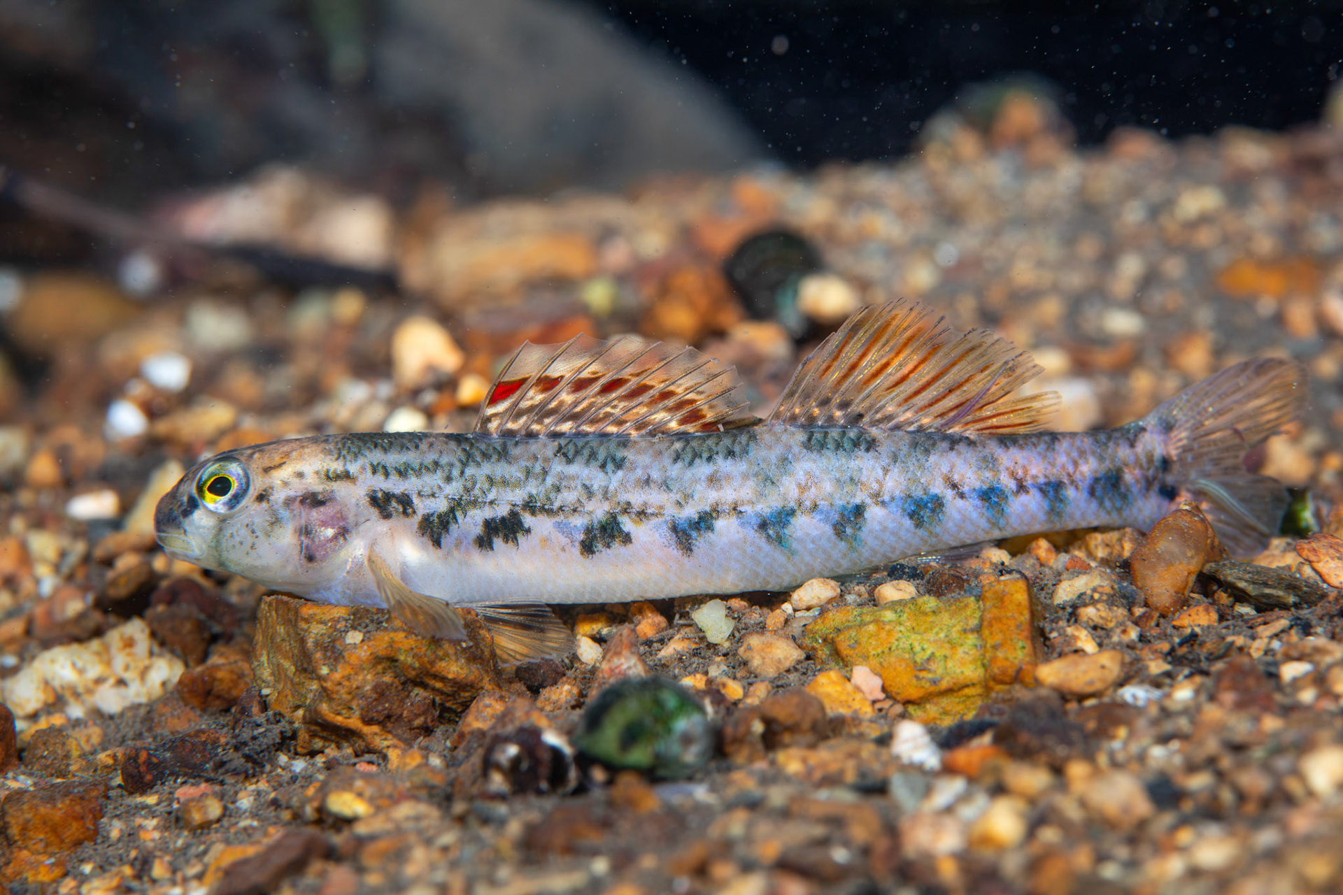 Coosa Darter