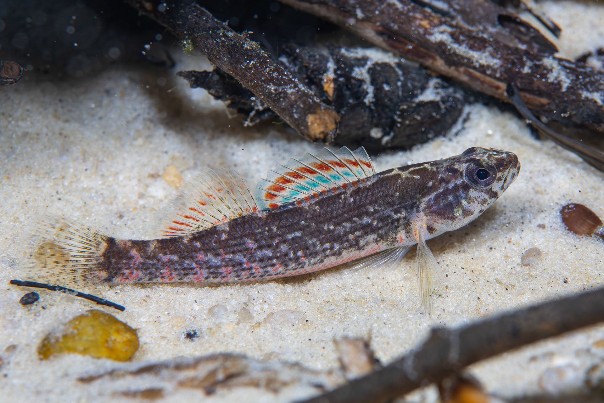 Gulf Darter