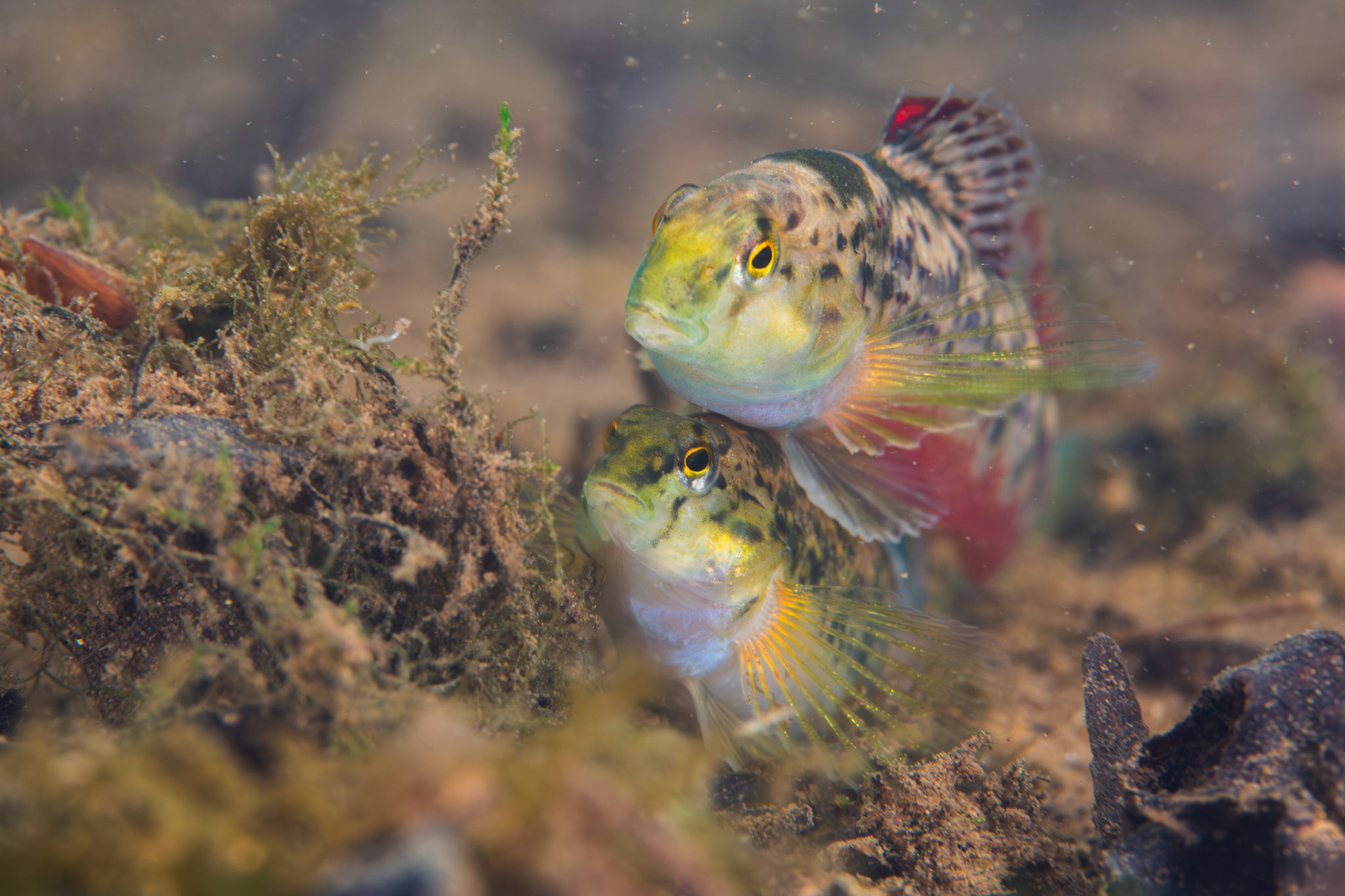 Vermilion darter (Etheostoma chermocki)