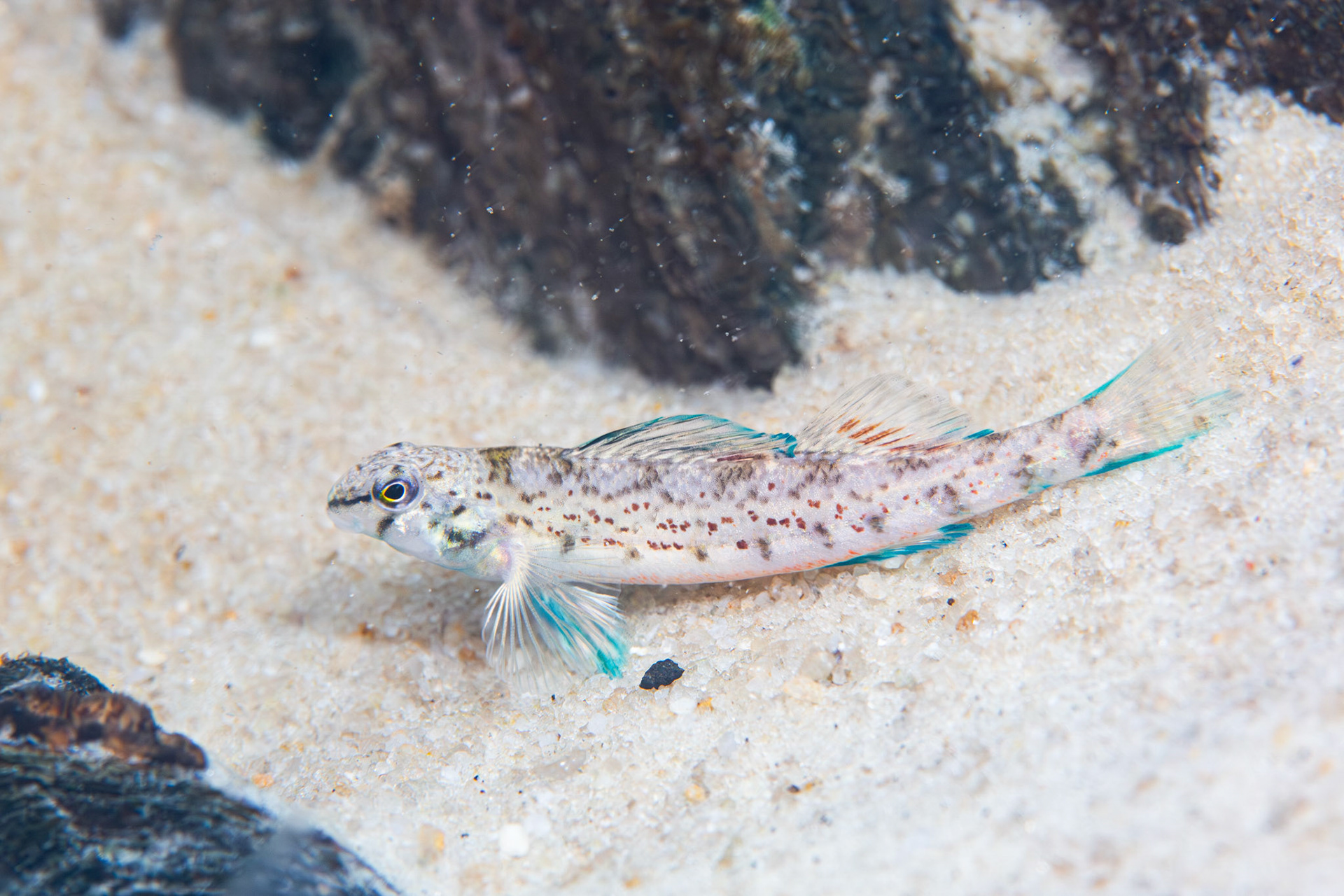Coastal Darter