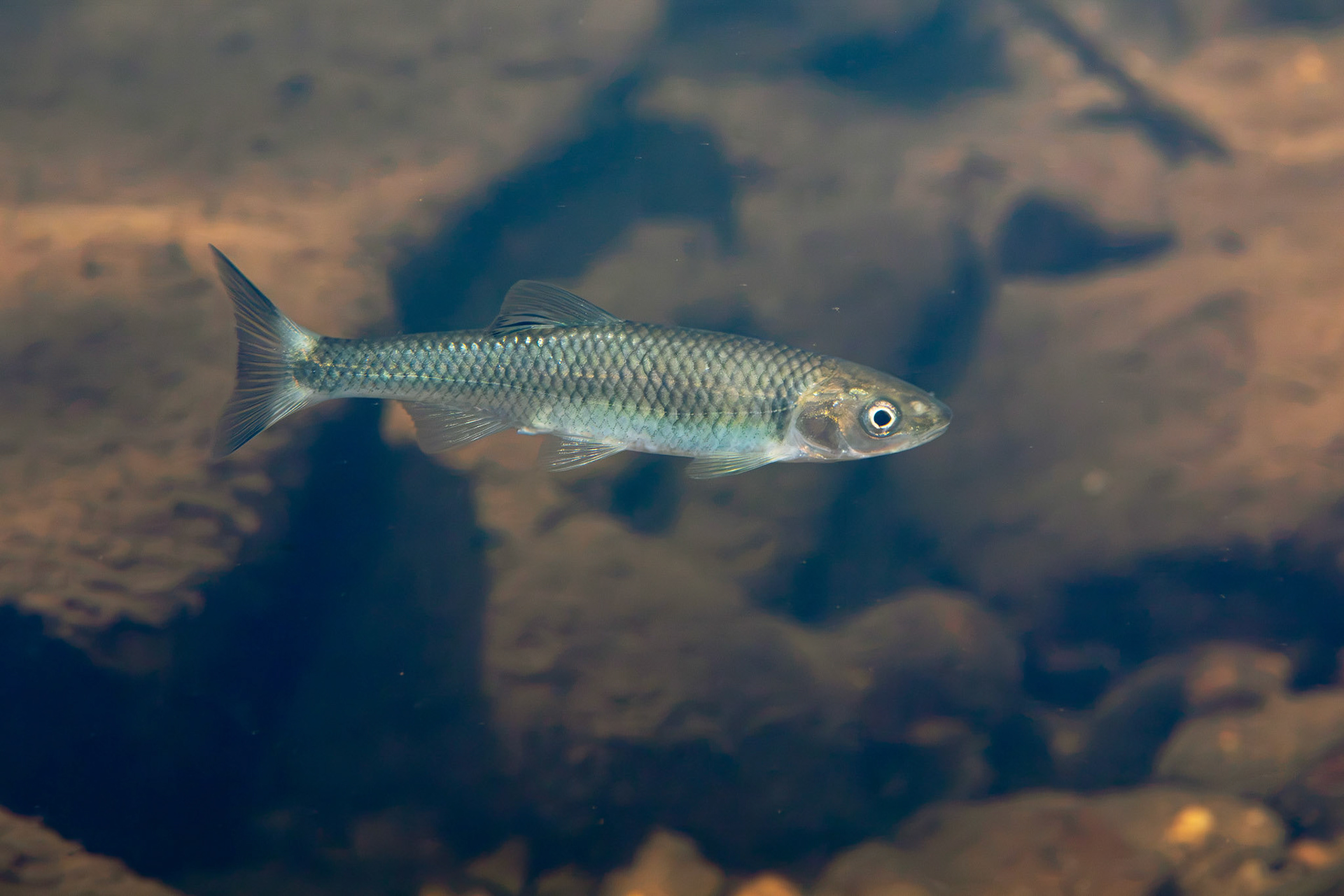 Whitetail Shiner