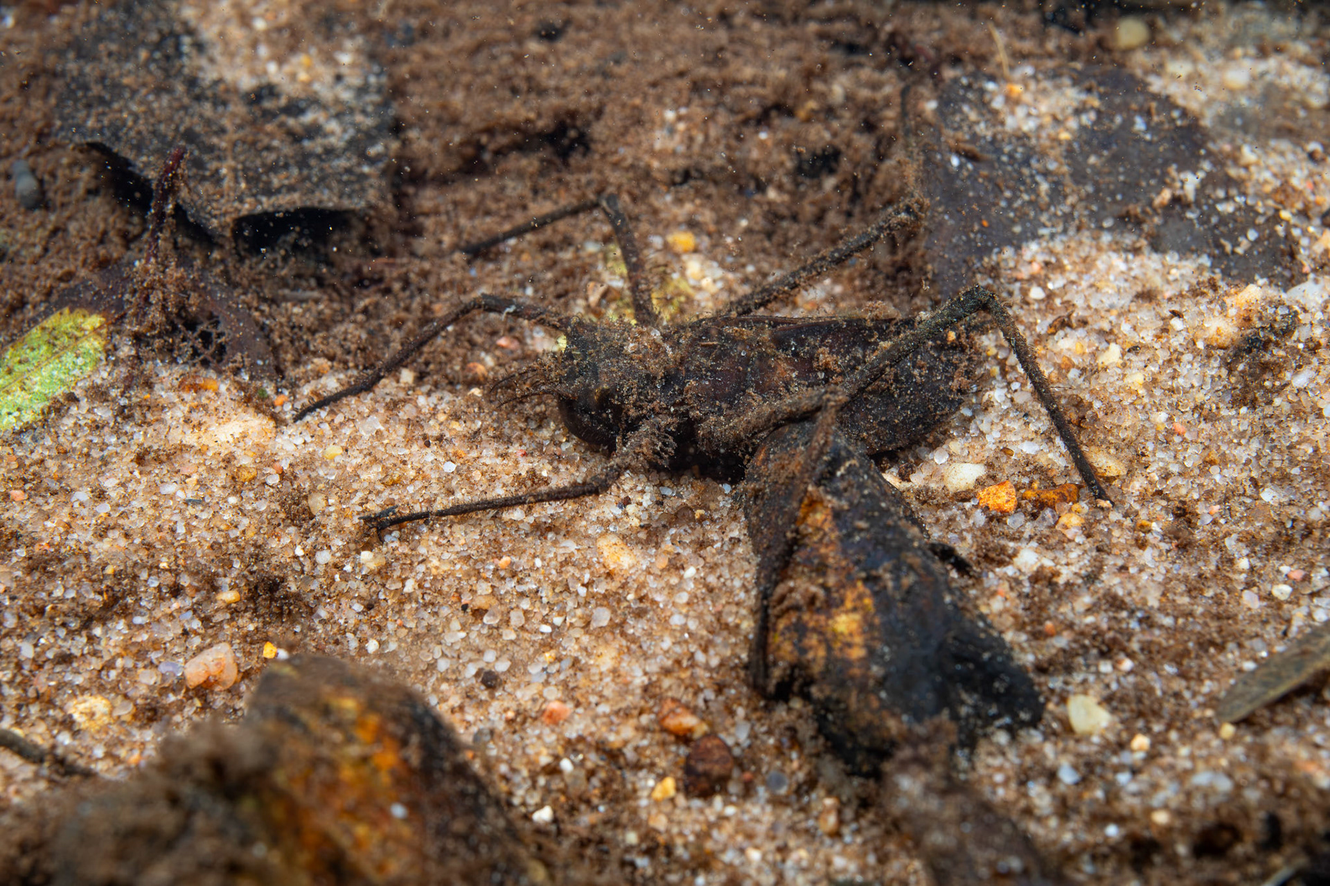 River Cruiser Dragonfly Naiad