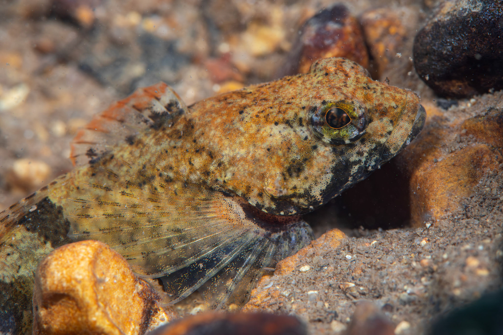 Banded Sculpin