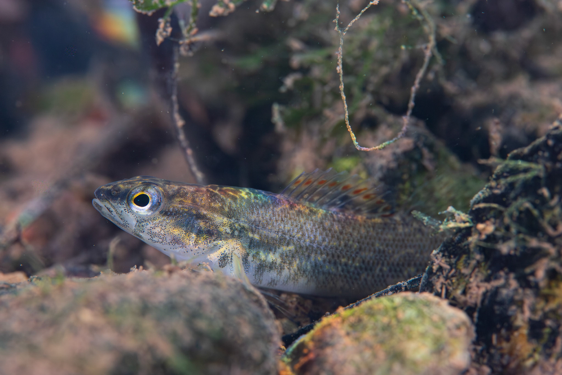 Redspot Darter (Etheostoma artesiae)