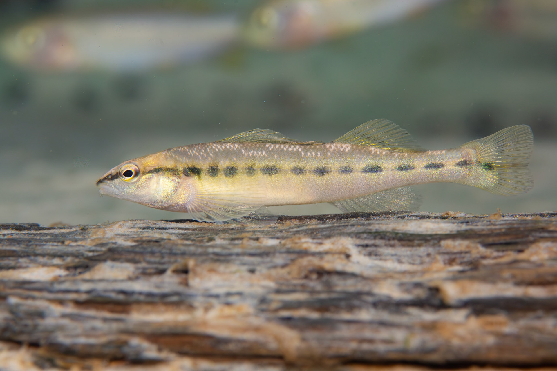 Blackbanded Darter