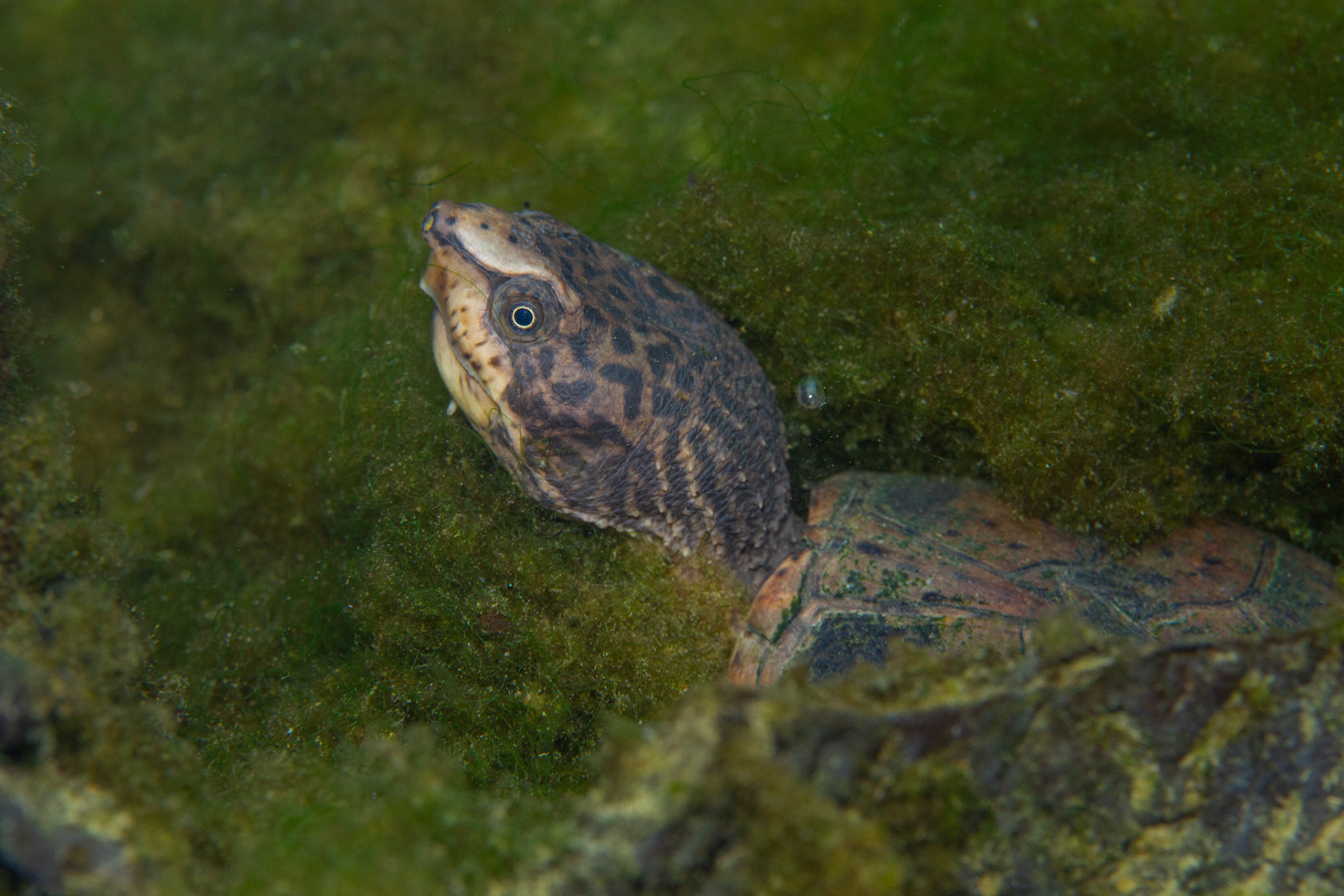 Intermediate Musk Turtle